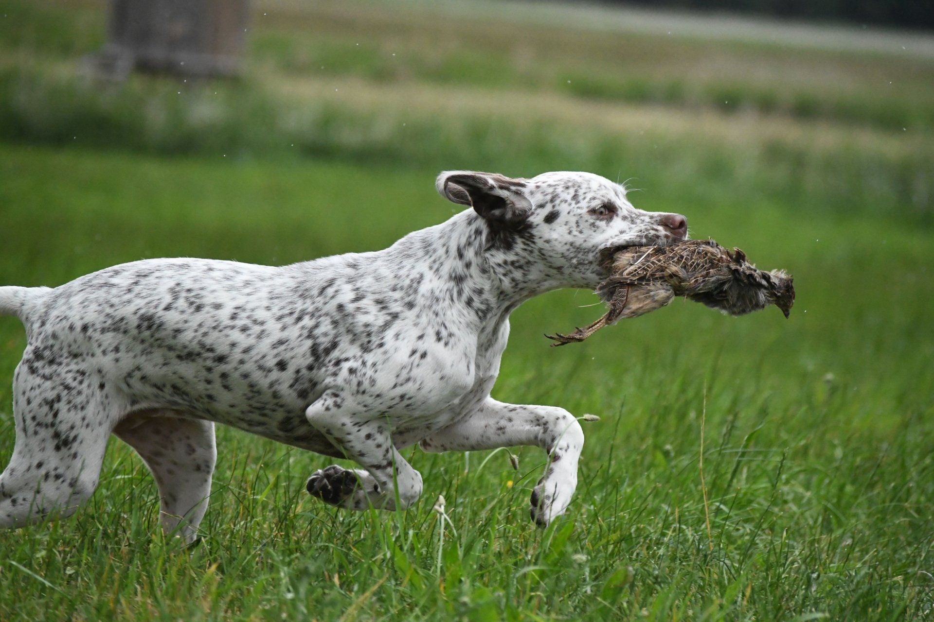 Jagdhundwelpe Braque du Bourbonnais