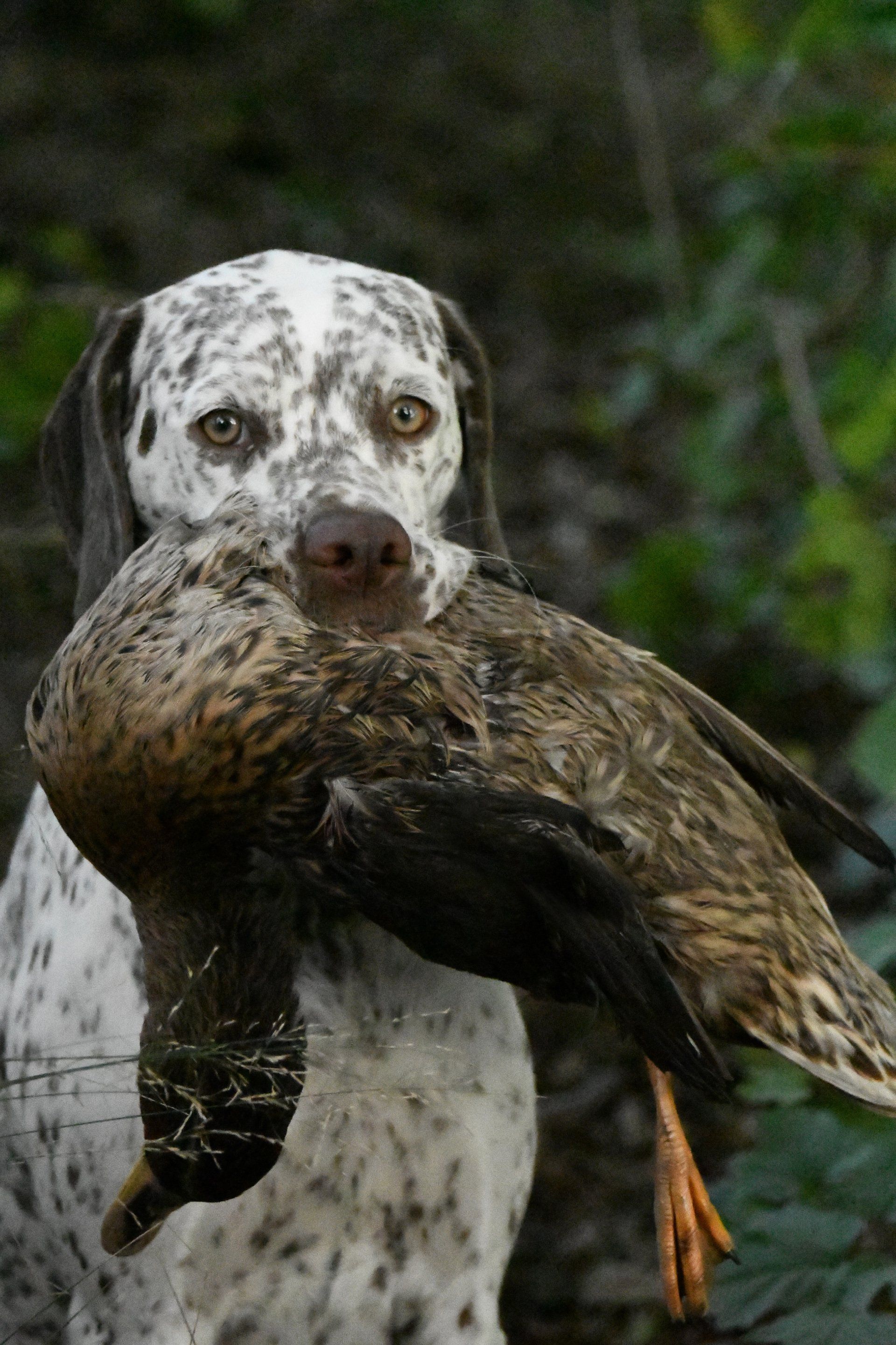 Braque du Bourbonnais Felicia Apport Ente