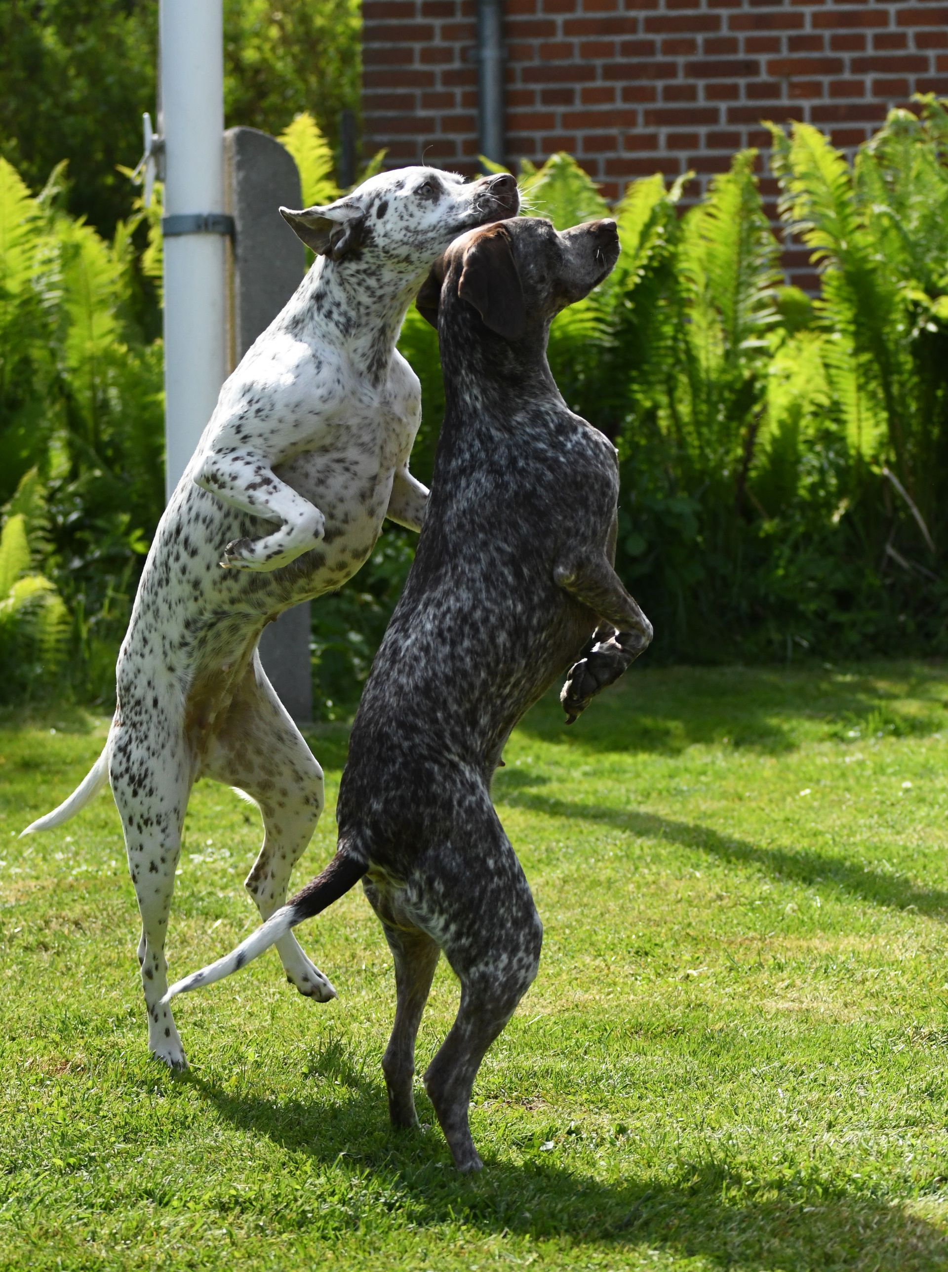 Braque du Bourbonnais Felicia und Emy