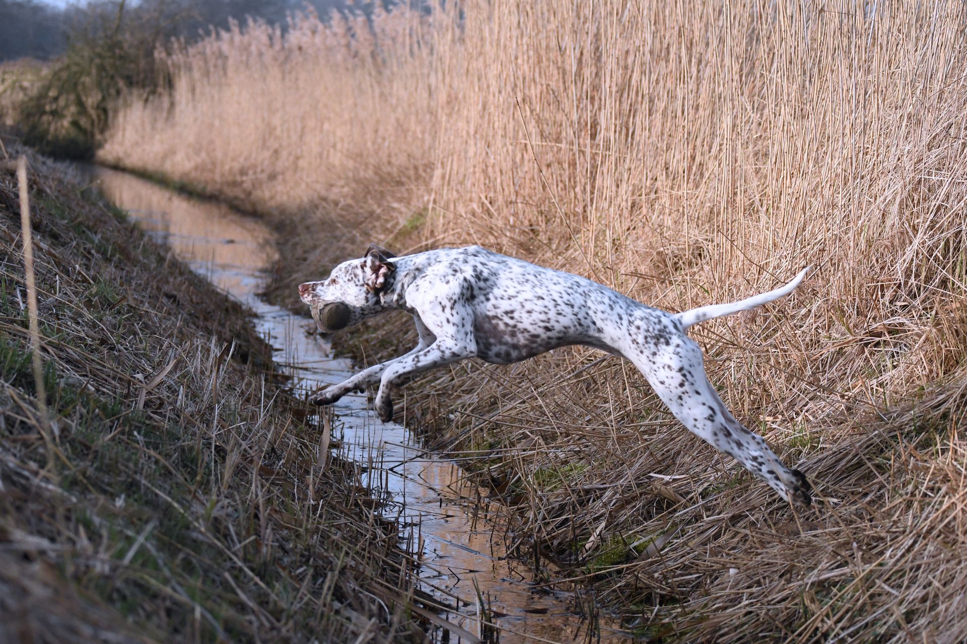 Braque du Bourbonnais working