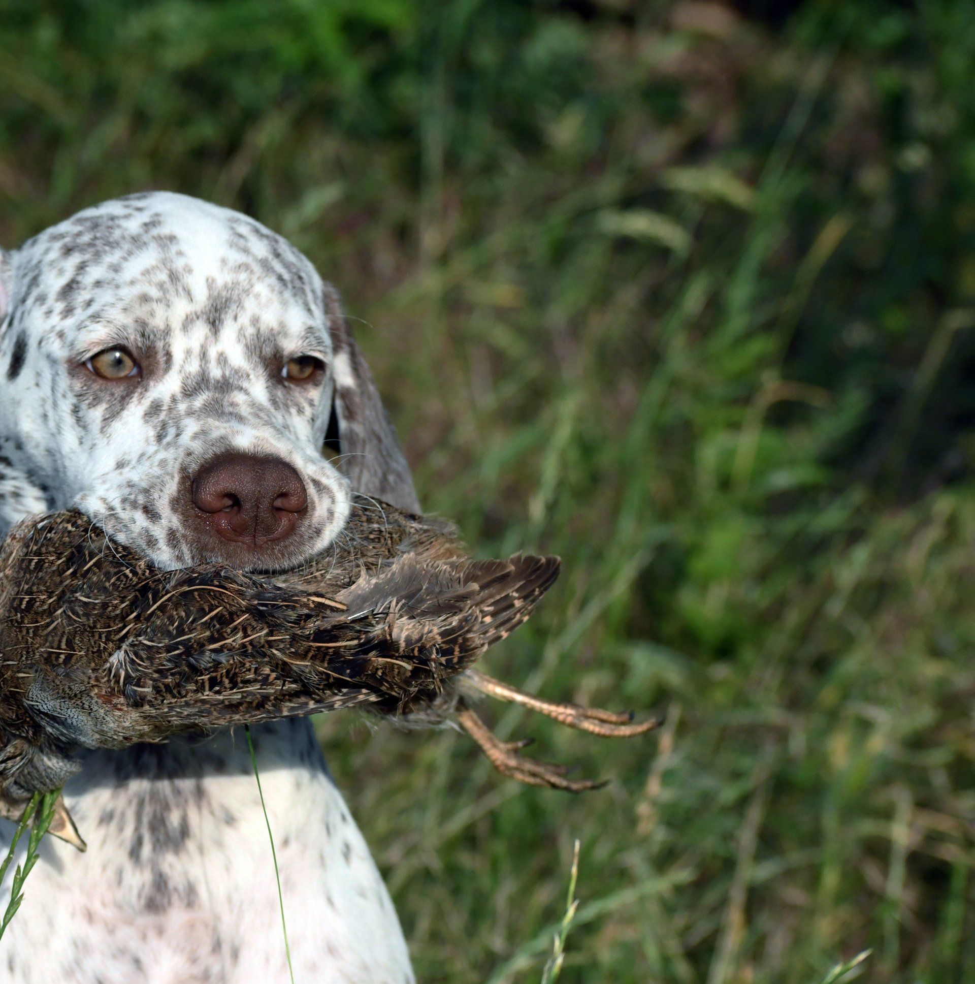 Jagdhundwelpe Apport