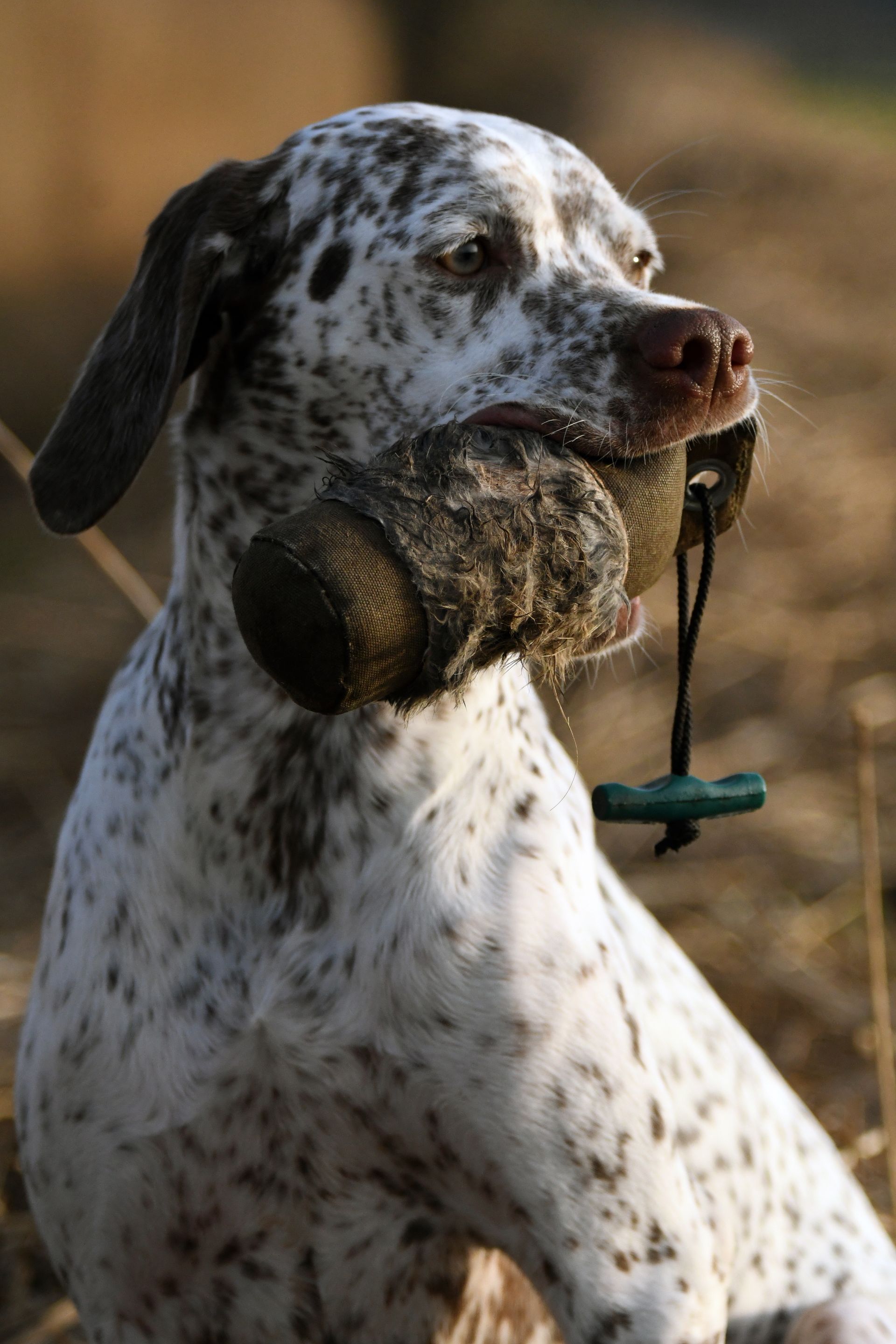Young Braque du Bourbonnais Hunting Training