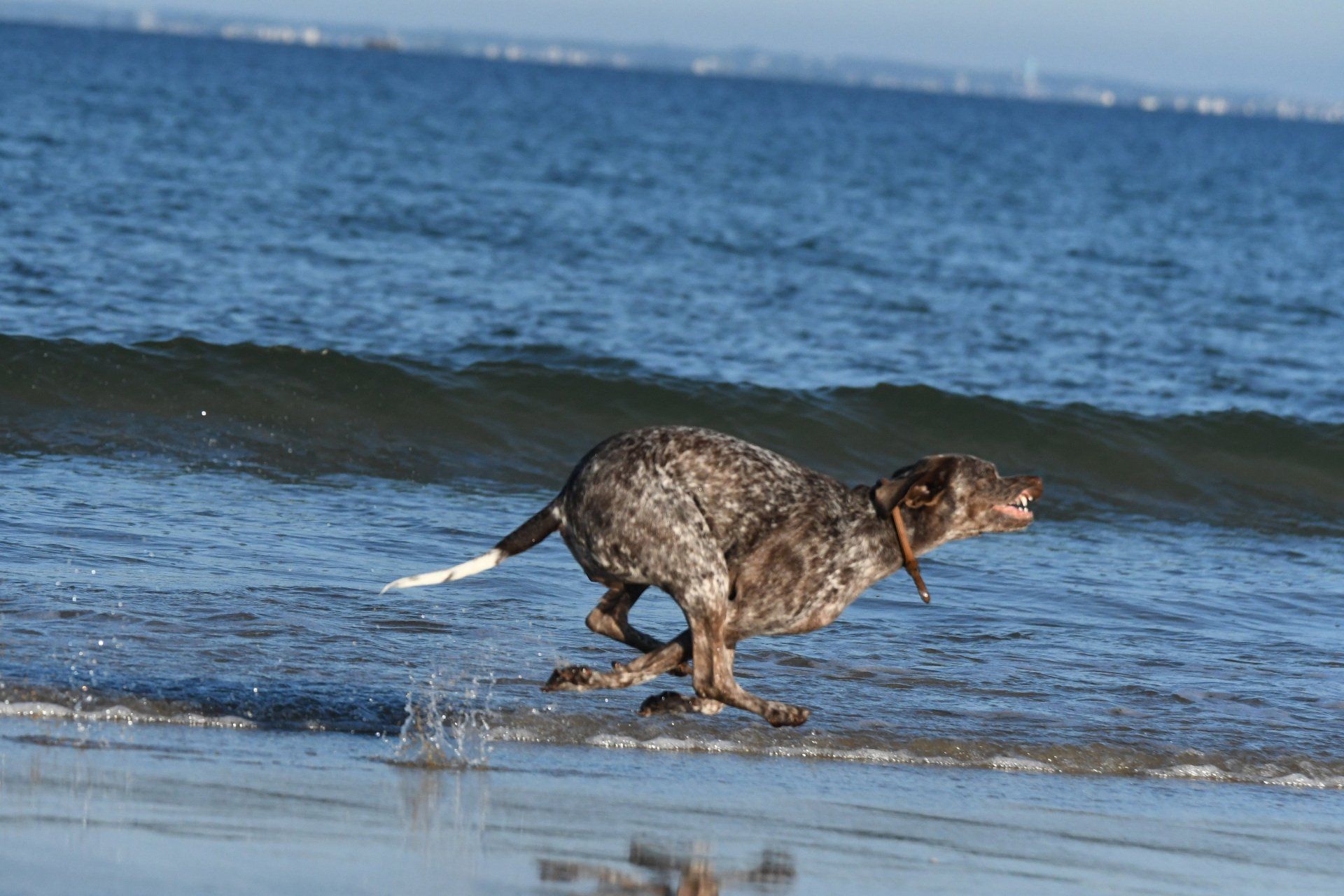 Braque du Bourbonnais Emy