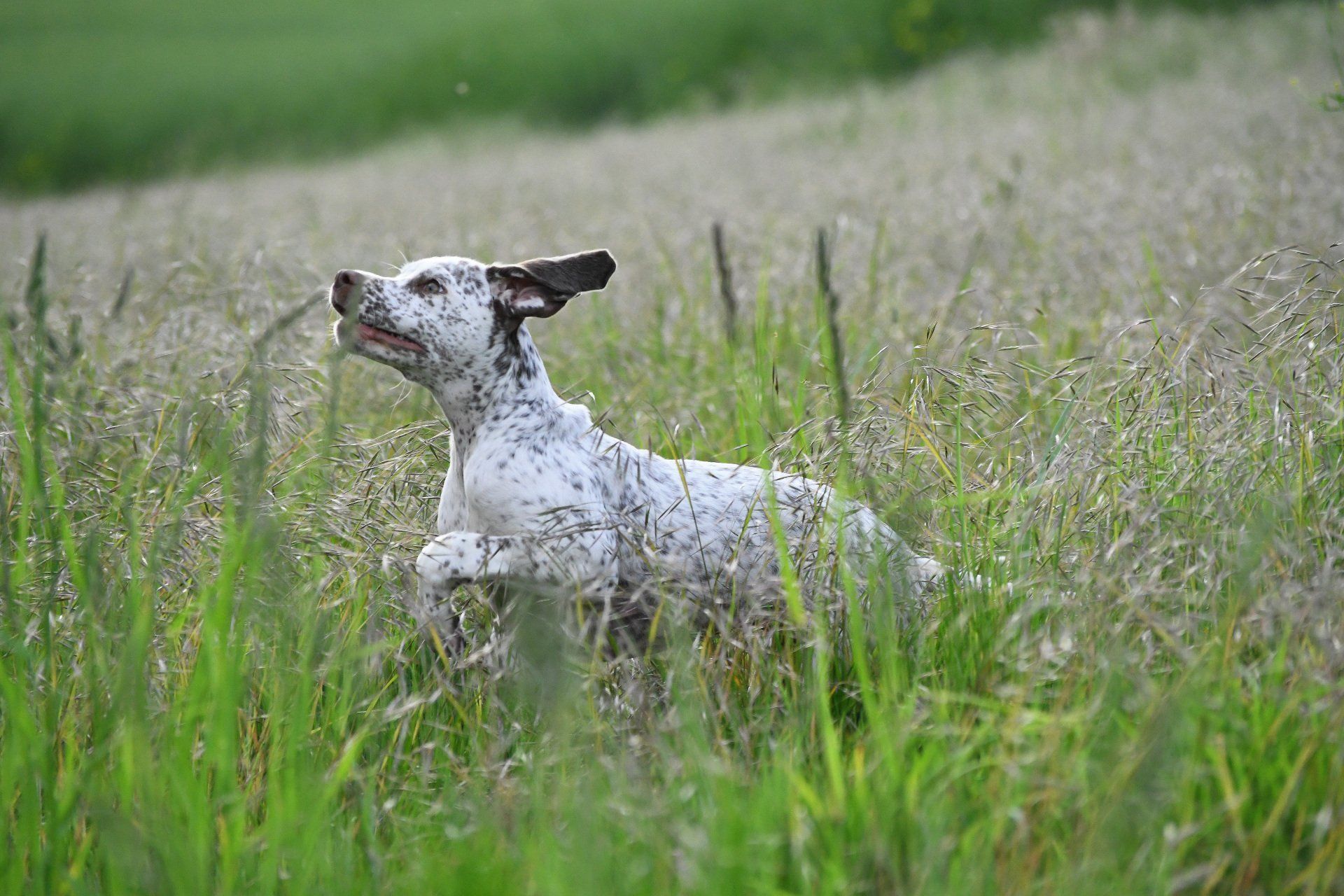 Braque du Bourbonnais Welpe