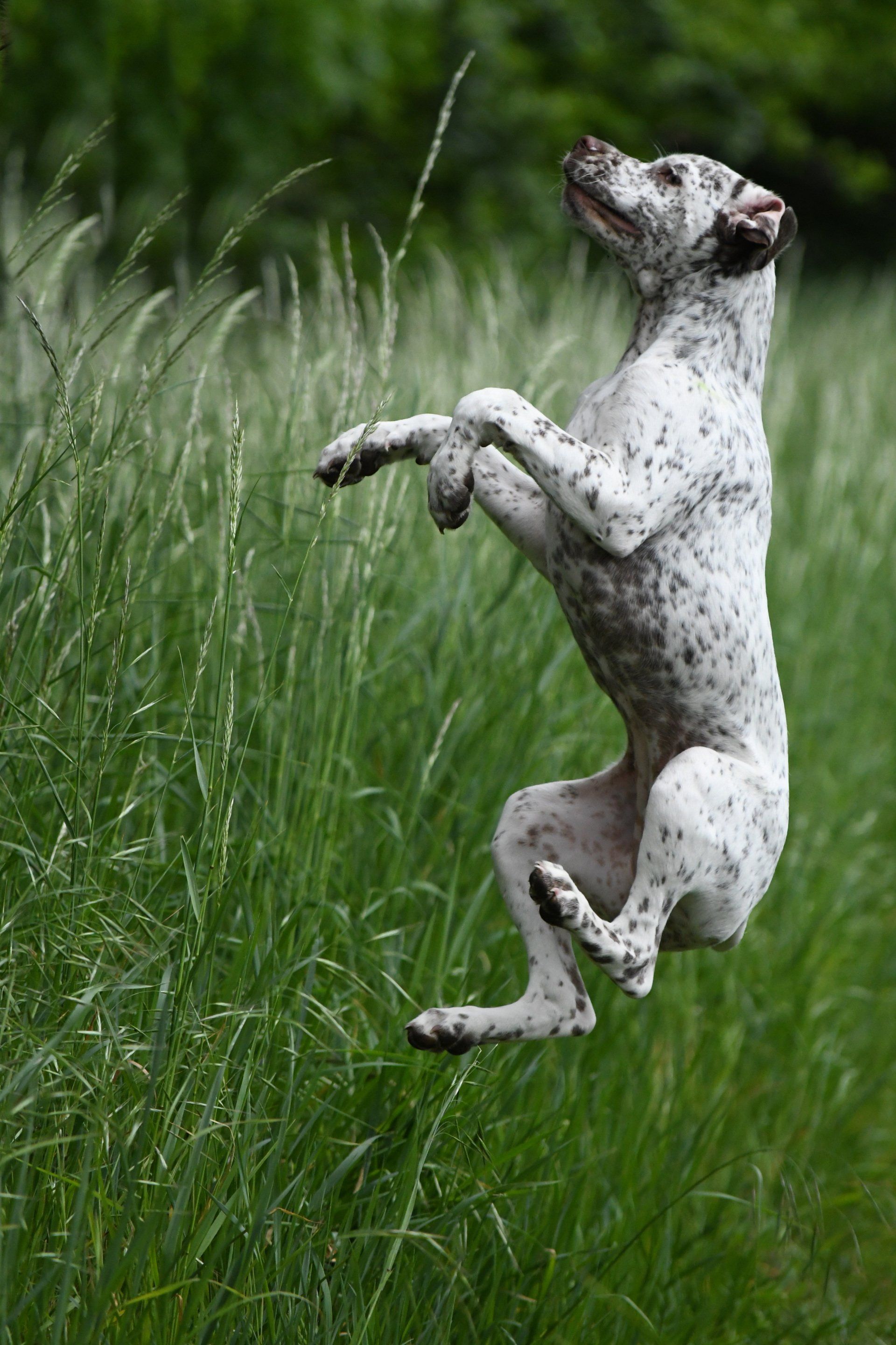 Braque du Bourbonnais Welpe