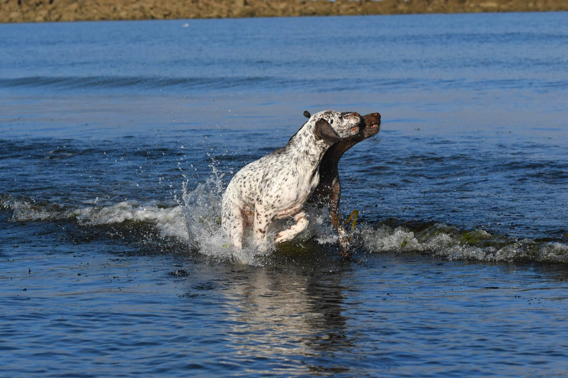 Braque du Bourbonnais