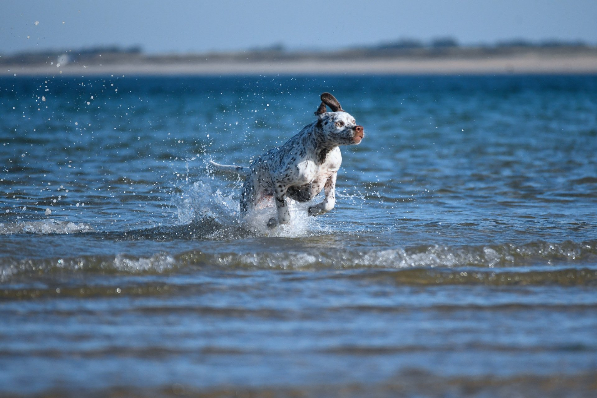 Braque du Bourbonnais