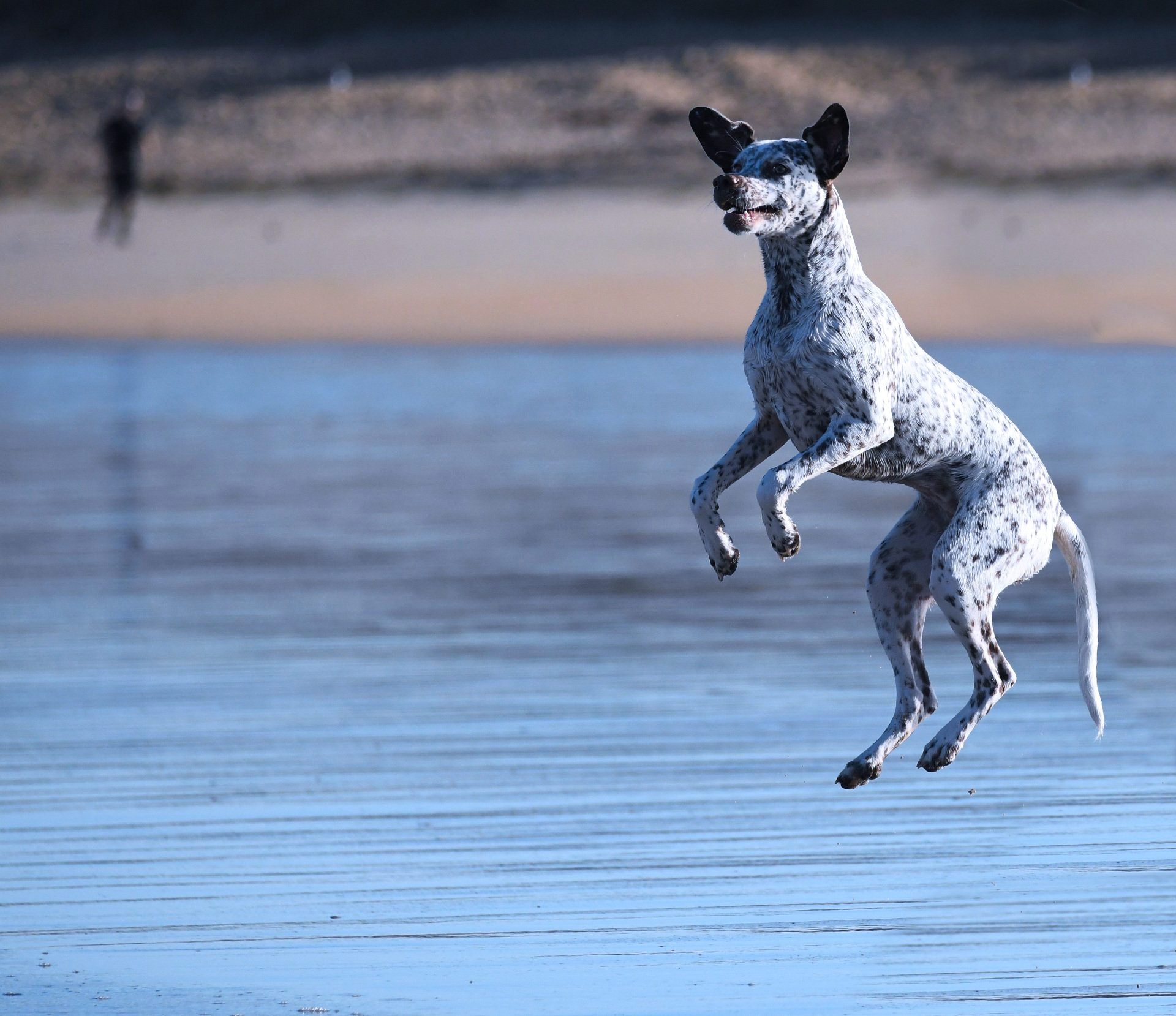 Braque du Bourbonnais Felicia