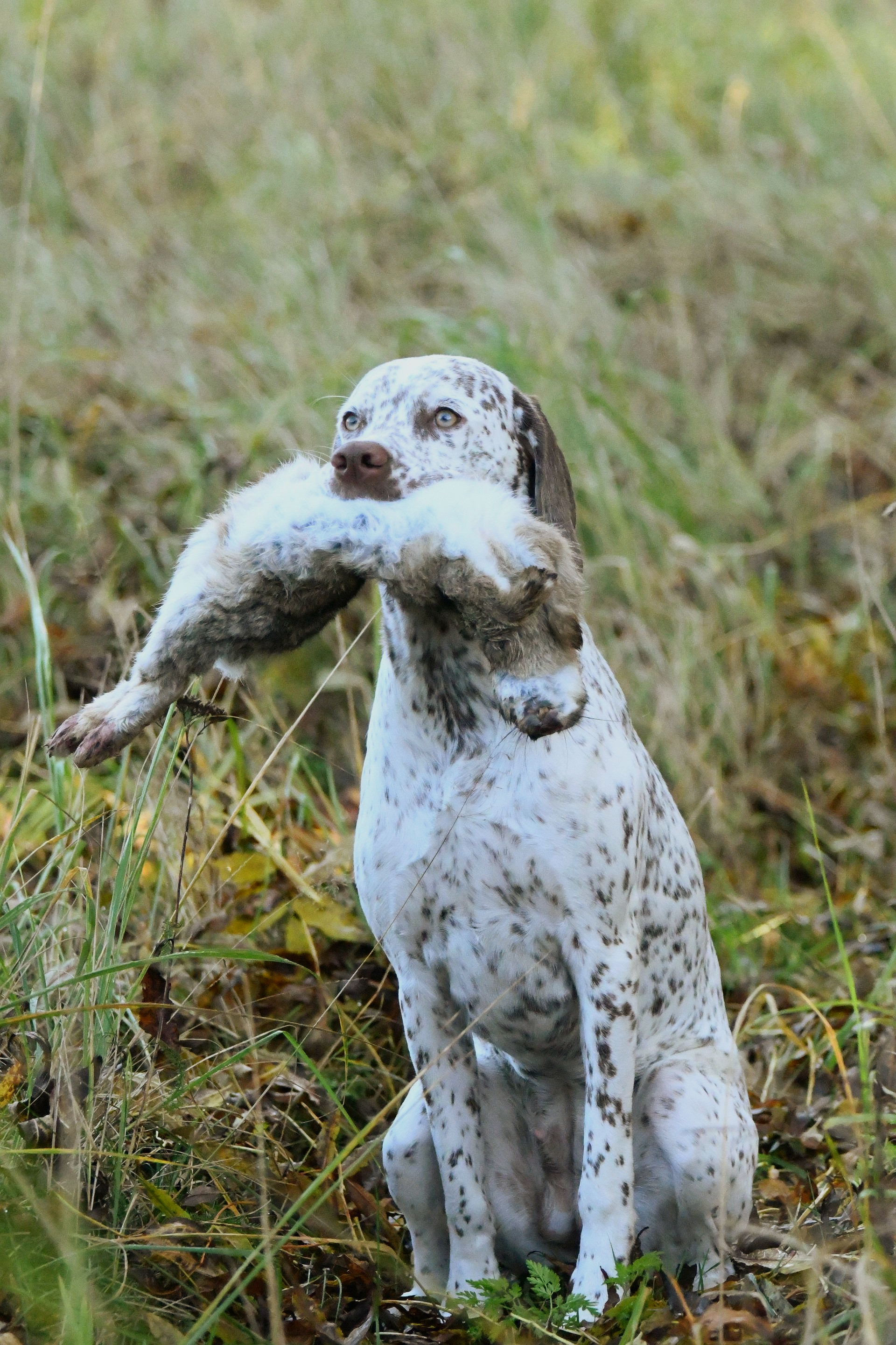 Braque du Bourbonnais Foto Apport