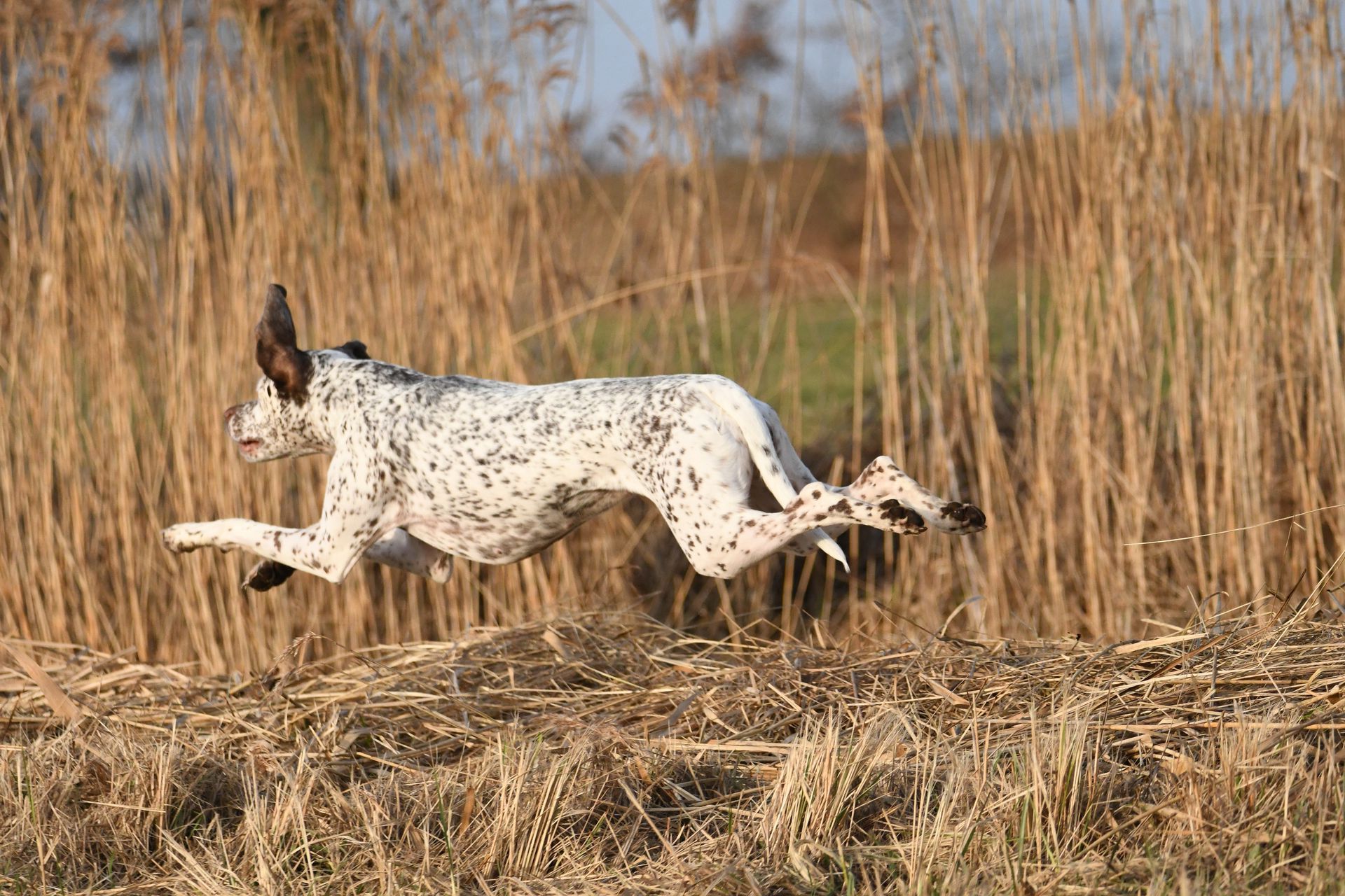 Braque du Bourbonnais working