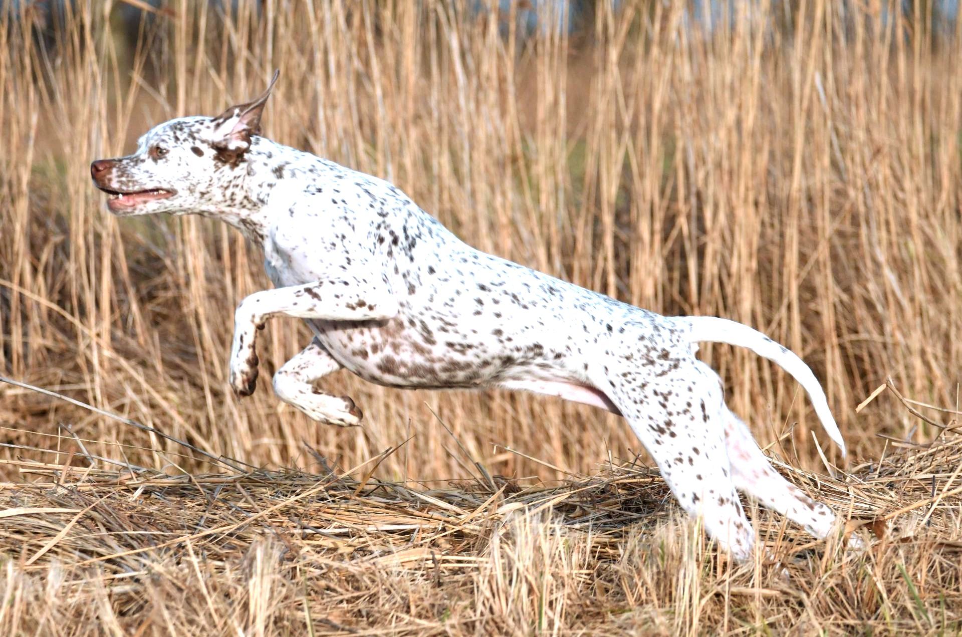 Braque du Bourbonnais working