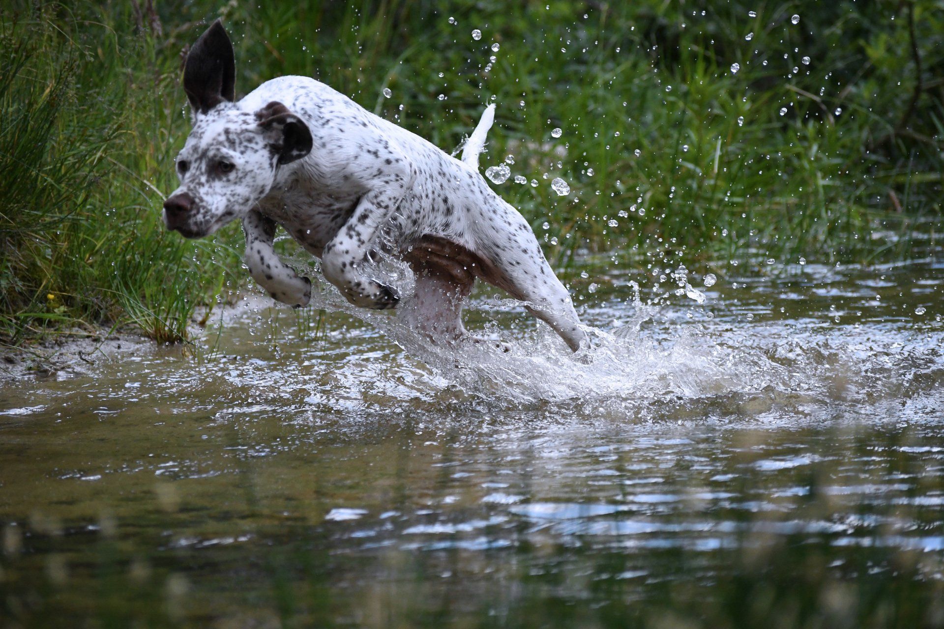 Welpe - Braque du Bourbonnais