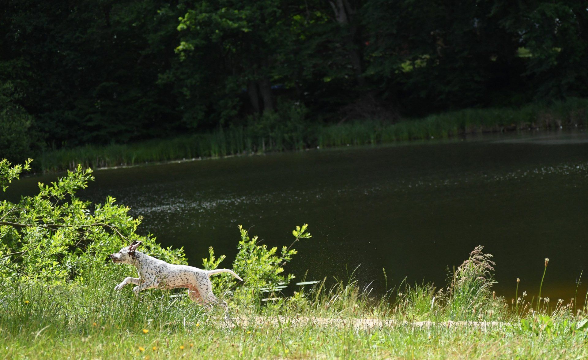 Welpe - Braque du Bourbonnais