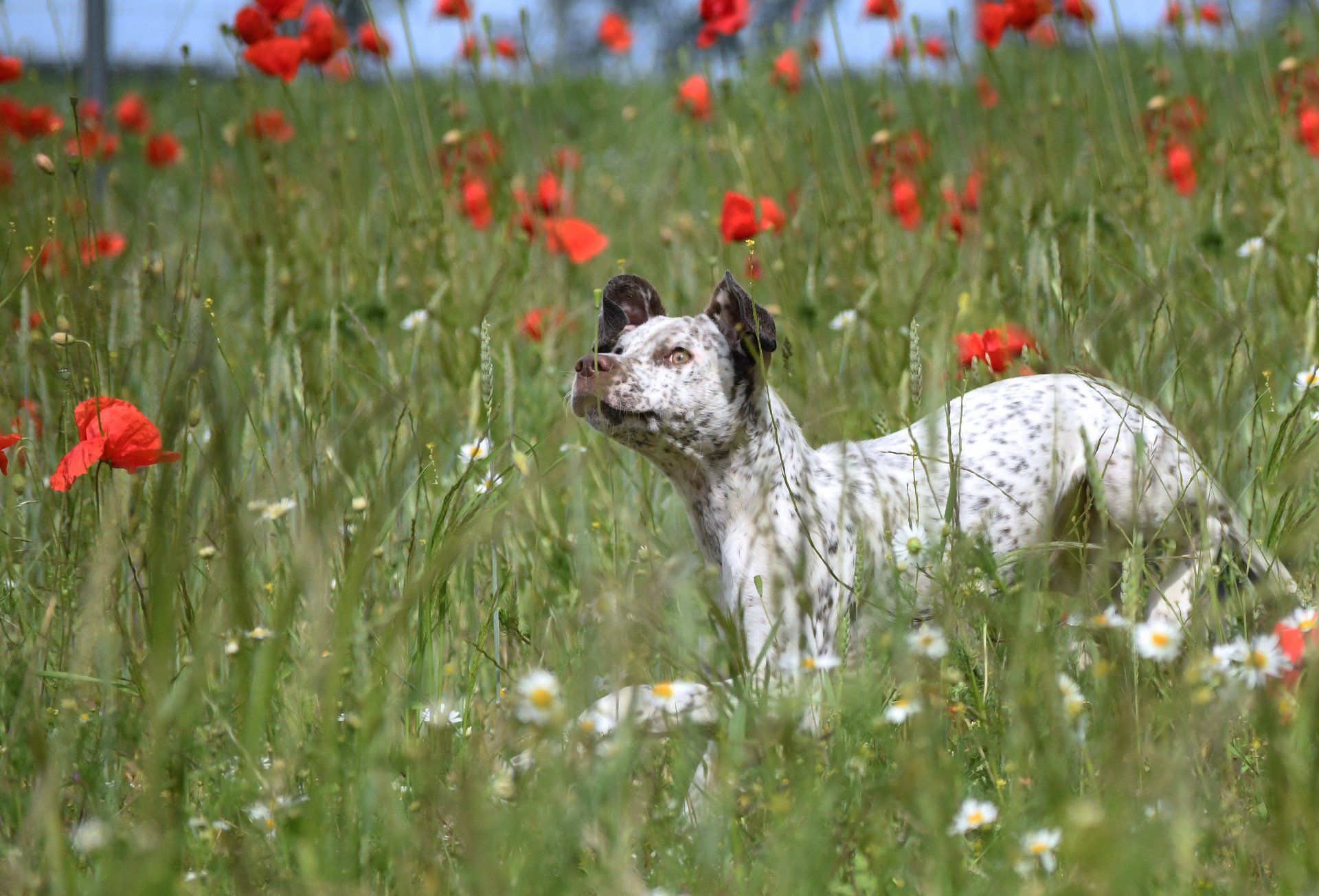 Welpe Braque du Bourbonnais - Bourbonnaiser Vorstehhund Welpe