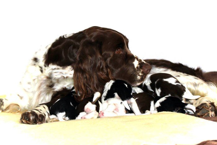 English Springer Spaniel Springfield's Britt Berenice mit Welpen