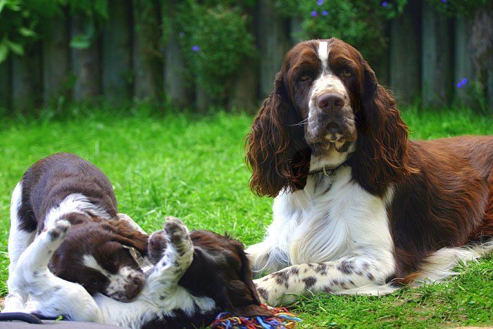 Springfield's Byron mit Welpen