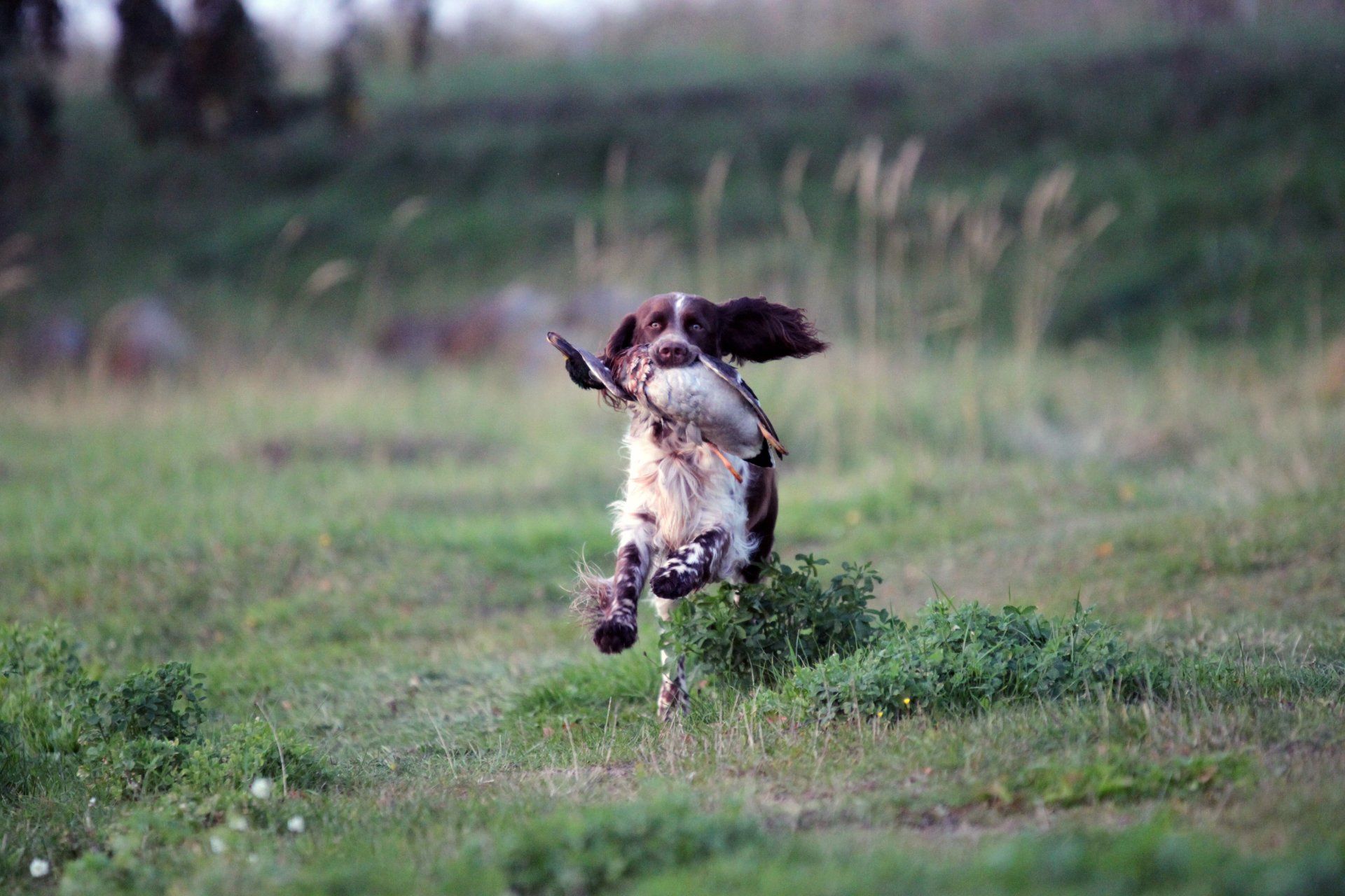 Springfield's Debbie Delilah apportiert Ente Englis Springer Spaniel retrieving