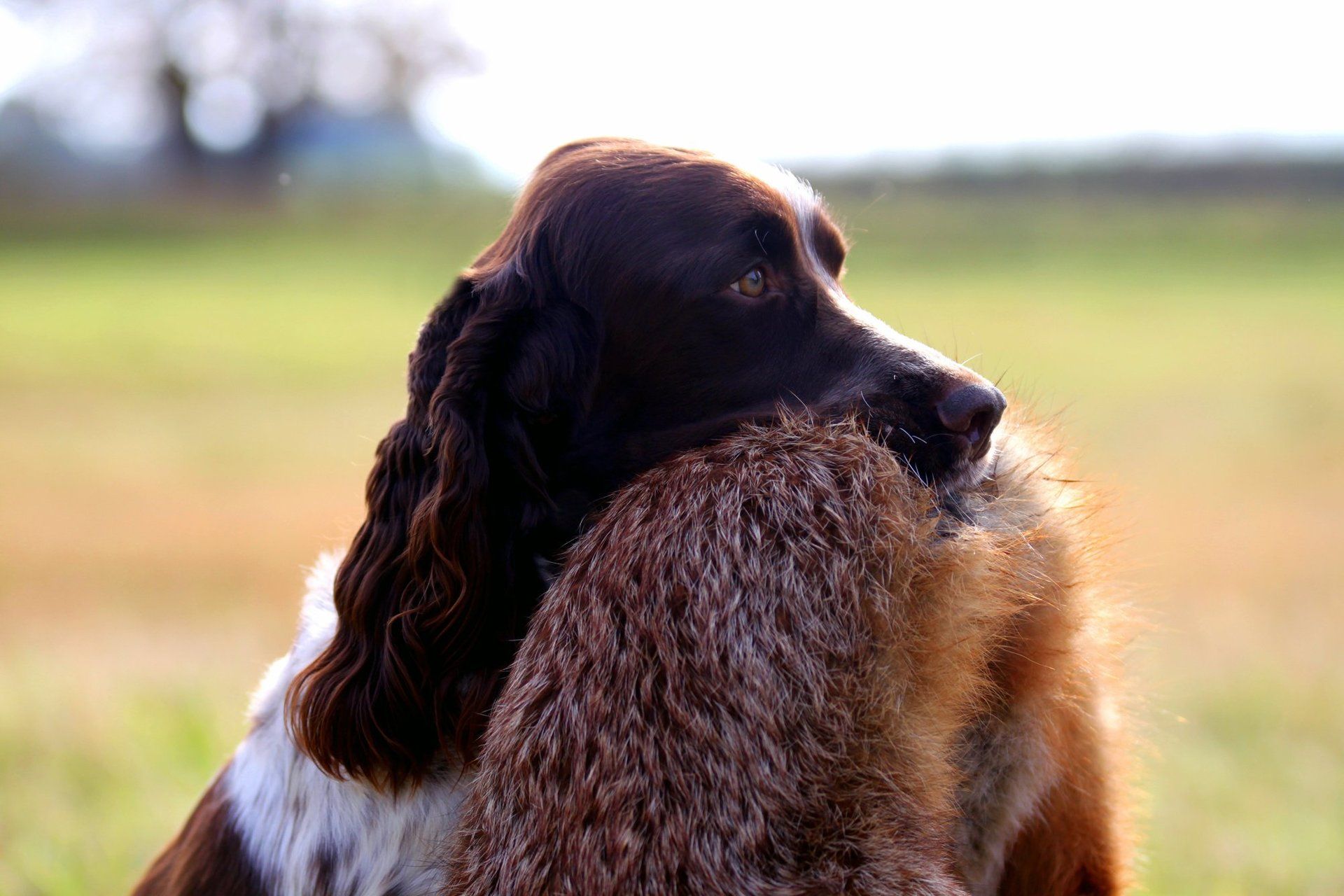 English Springer Spaniel Apportieren