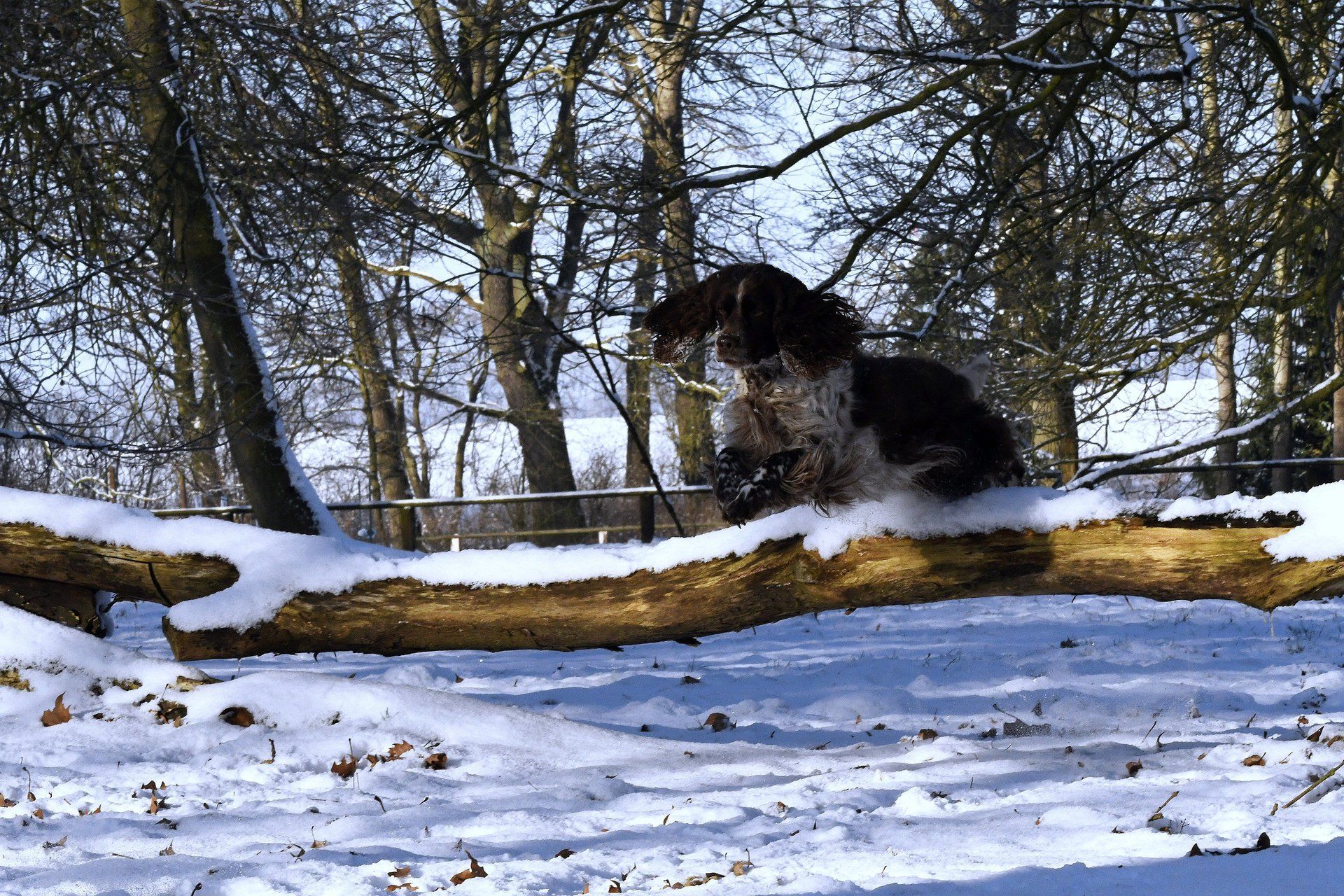 English Springer Spaniel Wintertime