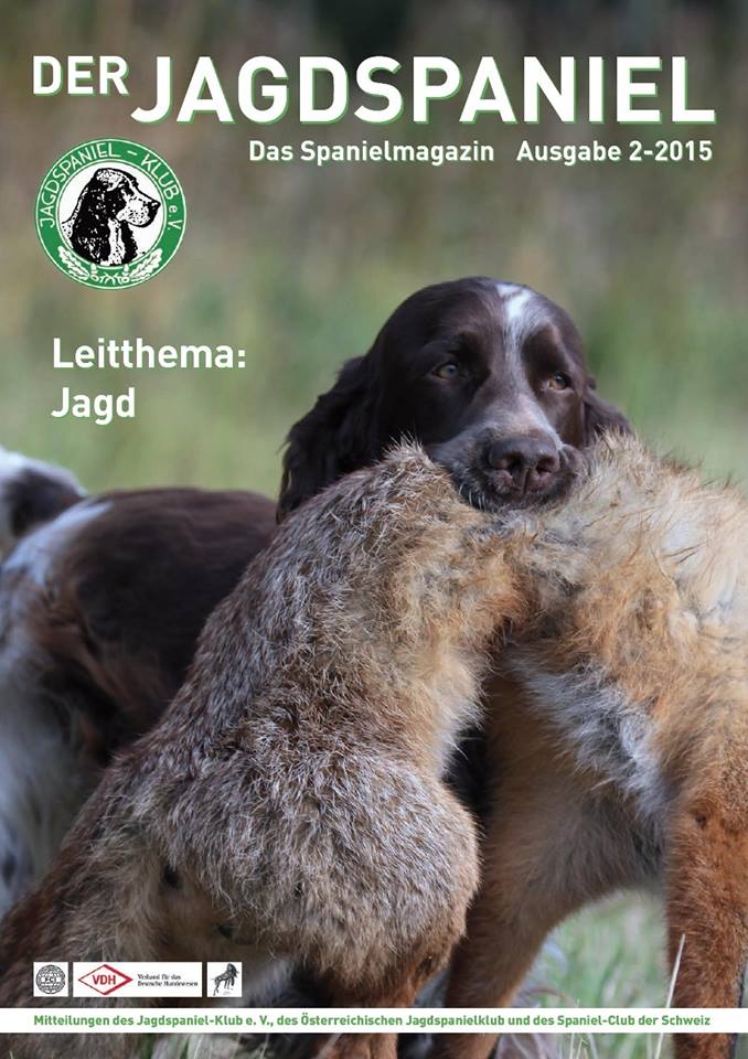 Der Jagdspaniel Springfield's Debbie Delilah, Jagdhunde Springer Spaniel Fuchapport