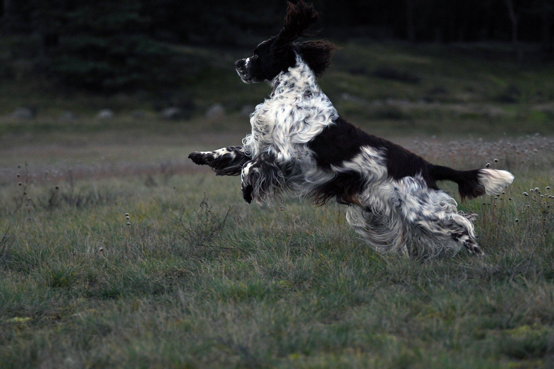 English Springer Spaniel Springfield's Earl Edward