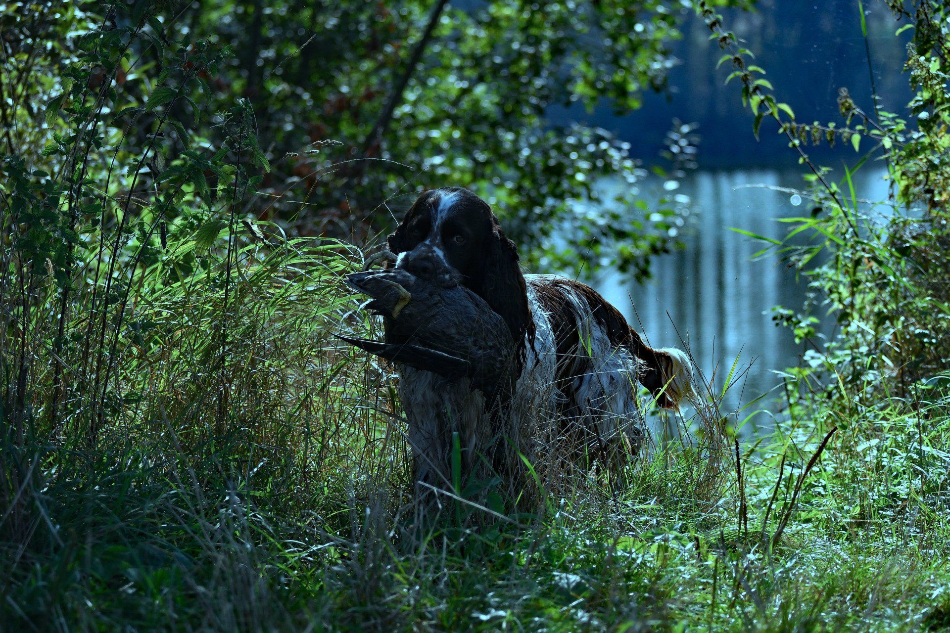 Jagdhunde Springer Spaniel, Springfield's Earl Edward Apport