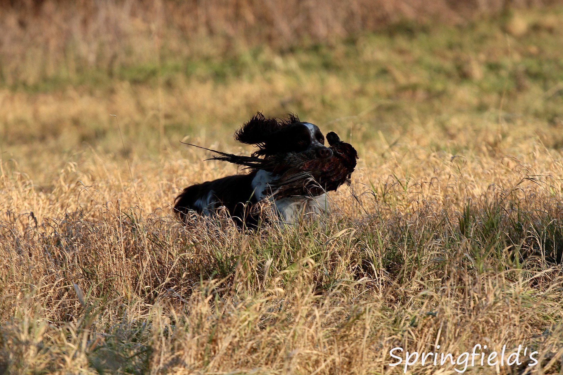 Springfield's Earl Edward English Springer Spaniel apportiert Fasan