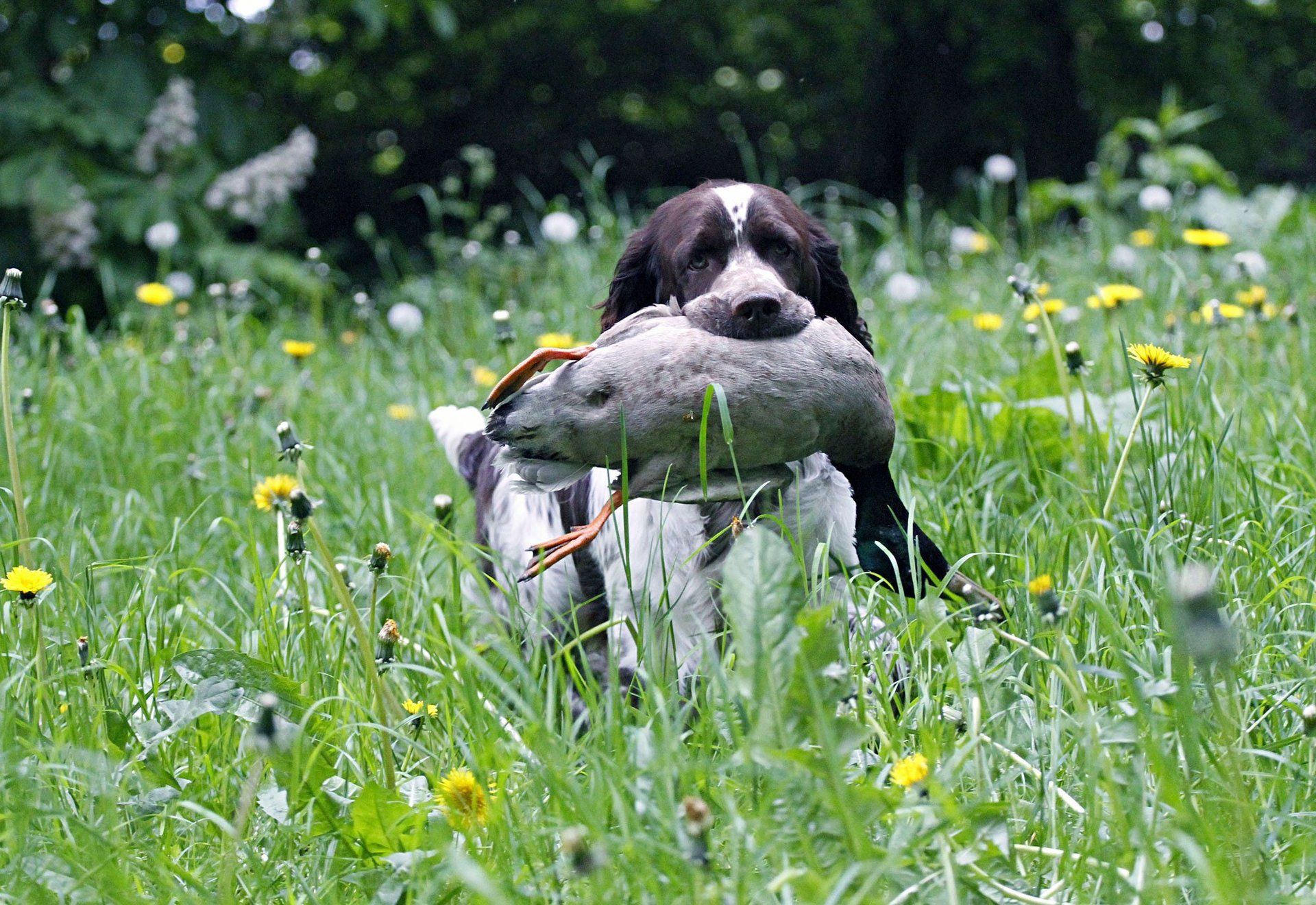 Springfield's Earl Edward Apart Ente English Springer Spaniel Welpe