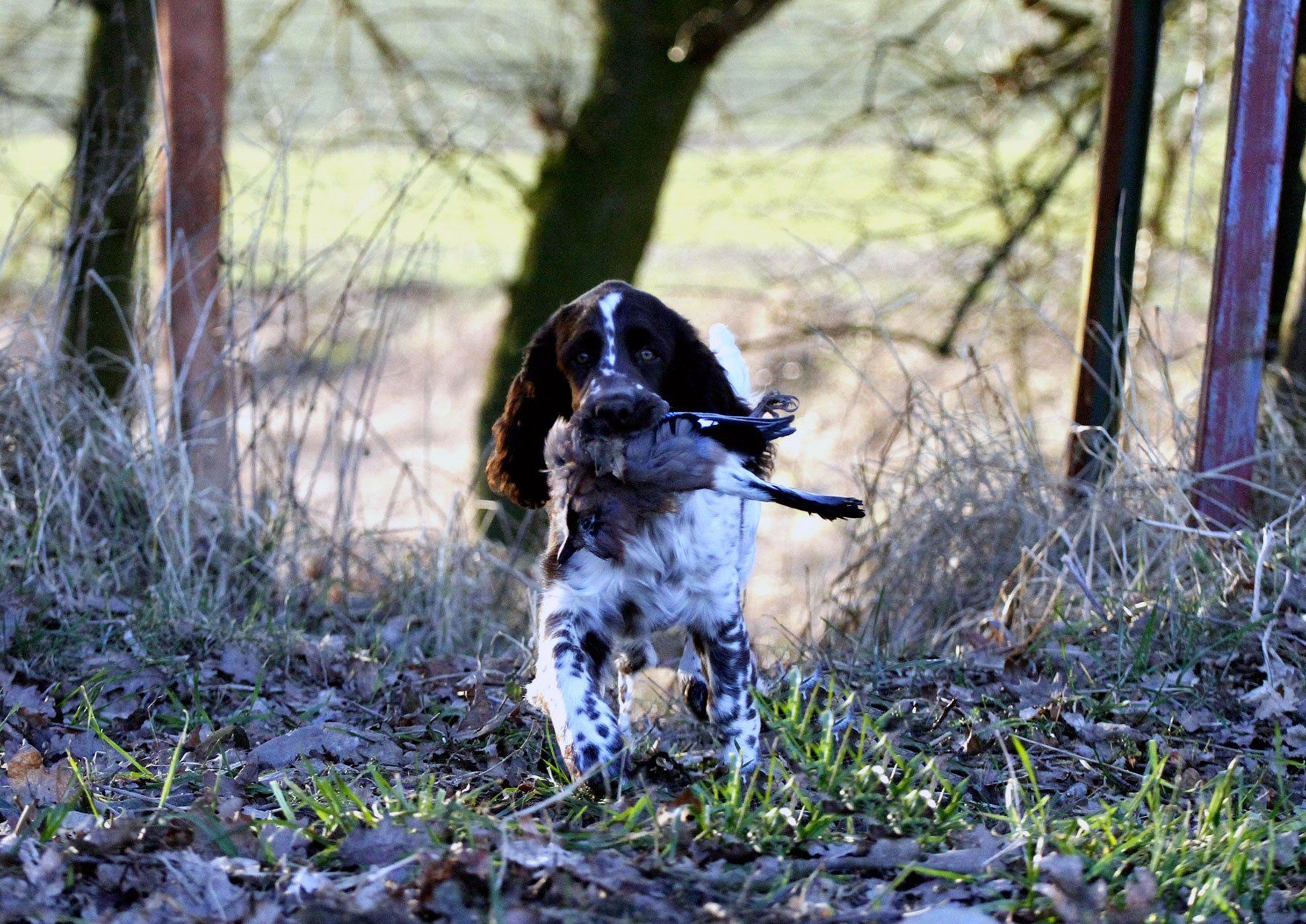 English Springer Spaniel jagdliche Zucht English Springer Spaniel Welpe apportiert Springfield's Emma Peel