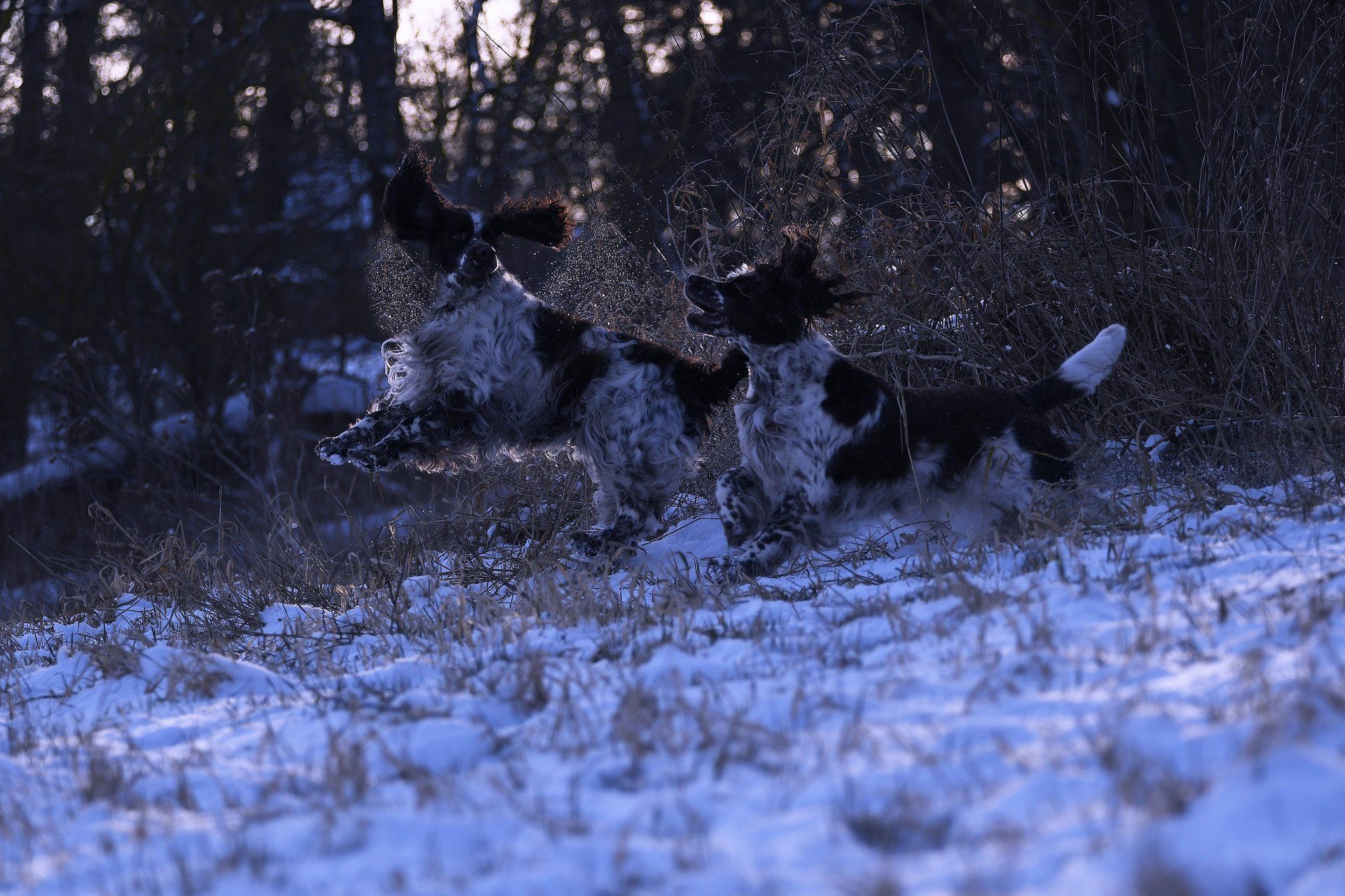 English Springer Spaniel Geschwister im Schnee