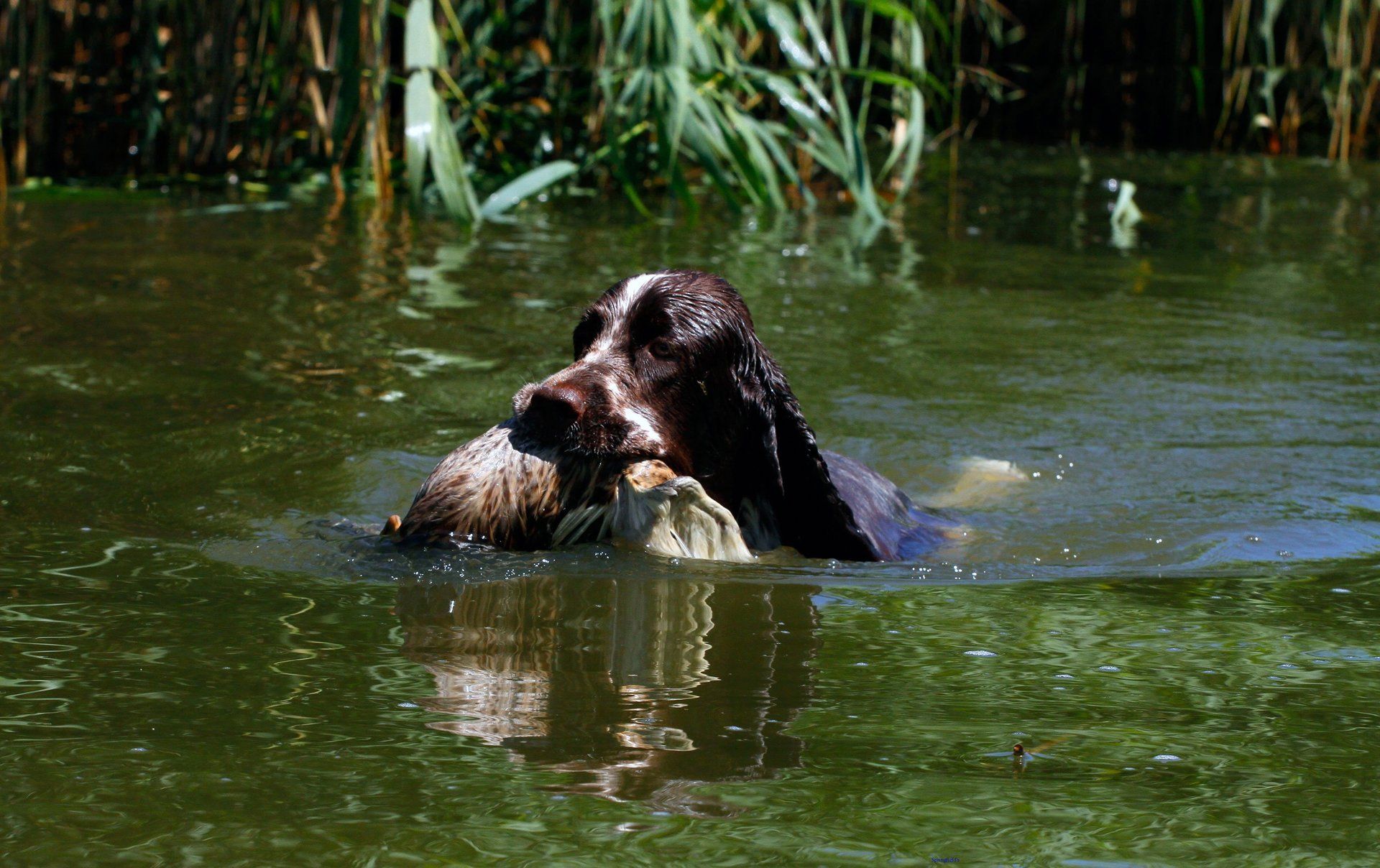 English Springer Spaniel apportiert Ente