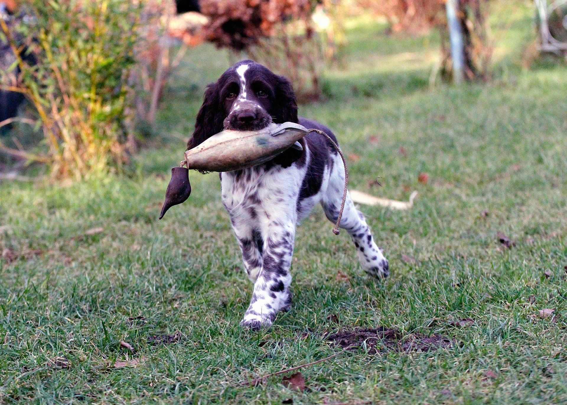 English Springer Spaniel Baby Springfield's Emma Peel