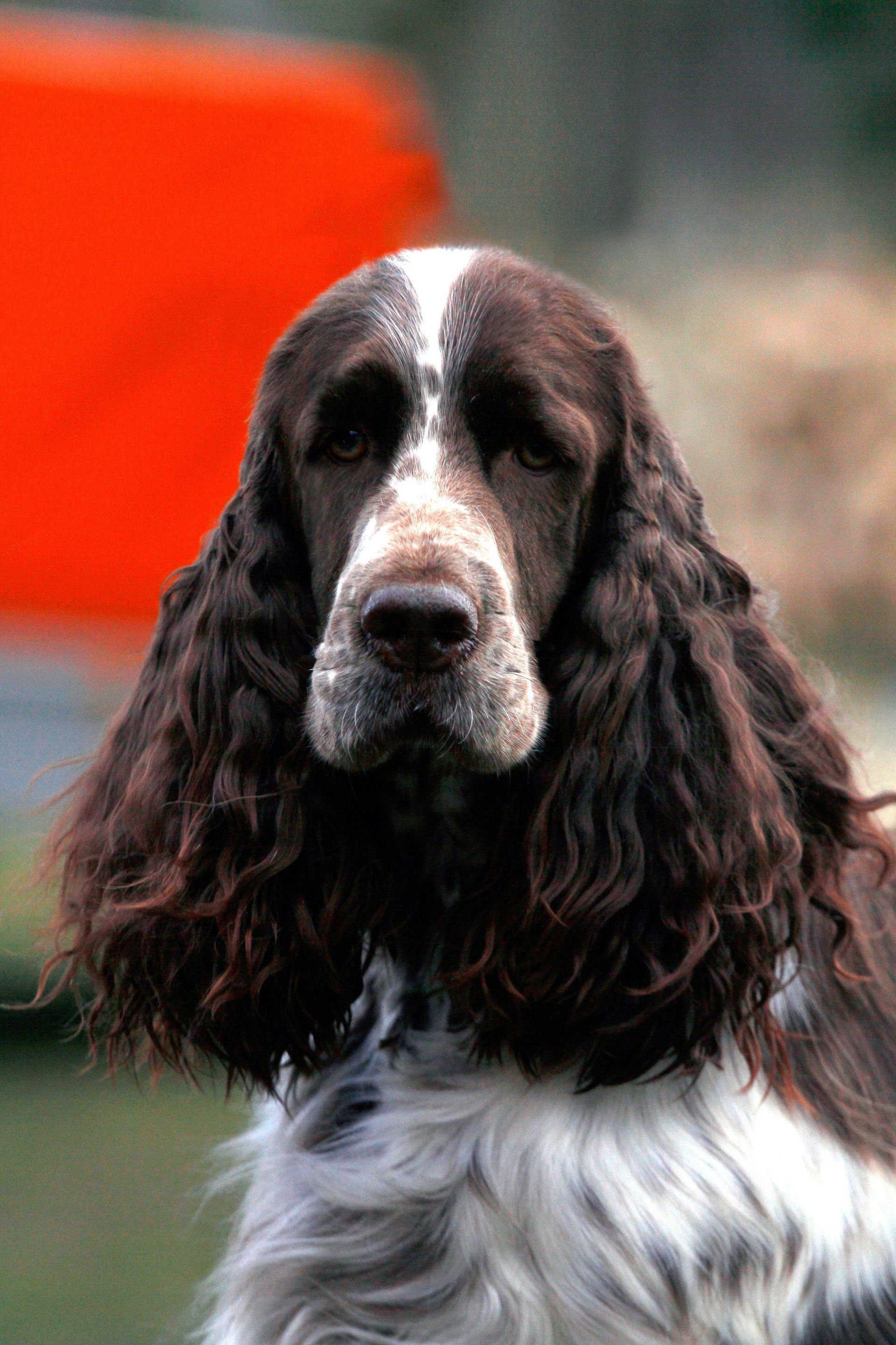 English Springer Spaniel Porträt