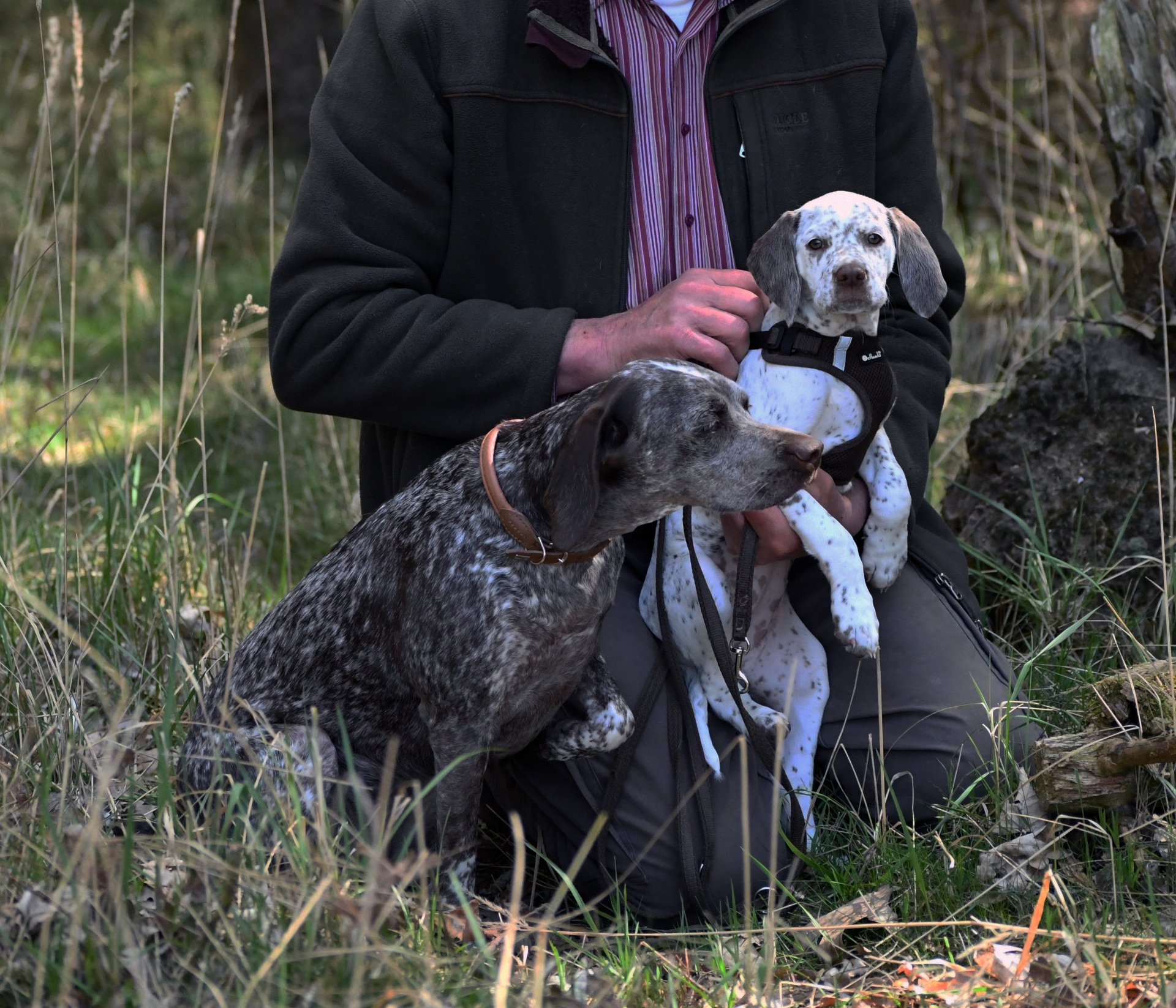 Braque du Bourbonnais Emy, Felicia