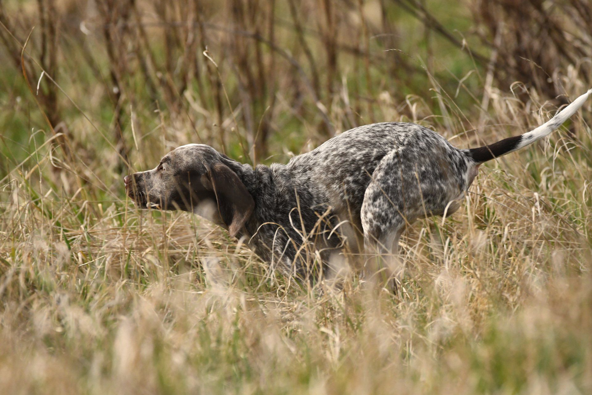 Braque du Bourbonnais Emy Elisa vom Elstermann Hof