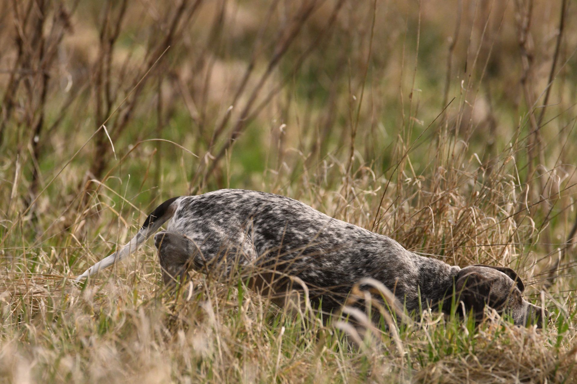Braque du Bourbonnais Emy Elisa vom Elstermann Hof