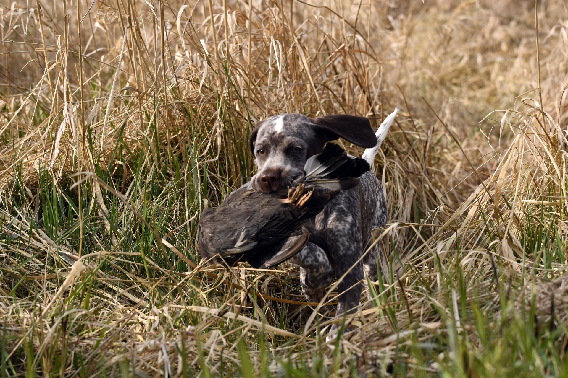 Braque du Bourbonnais Emy Elisa vom Elstermann Hof
