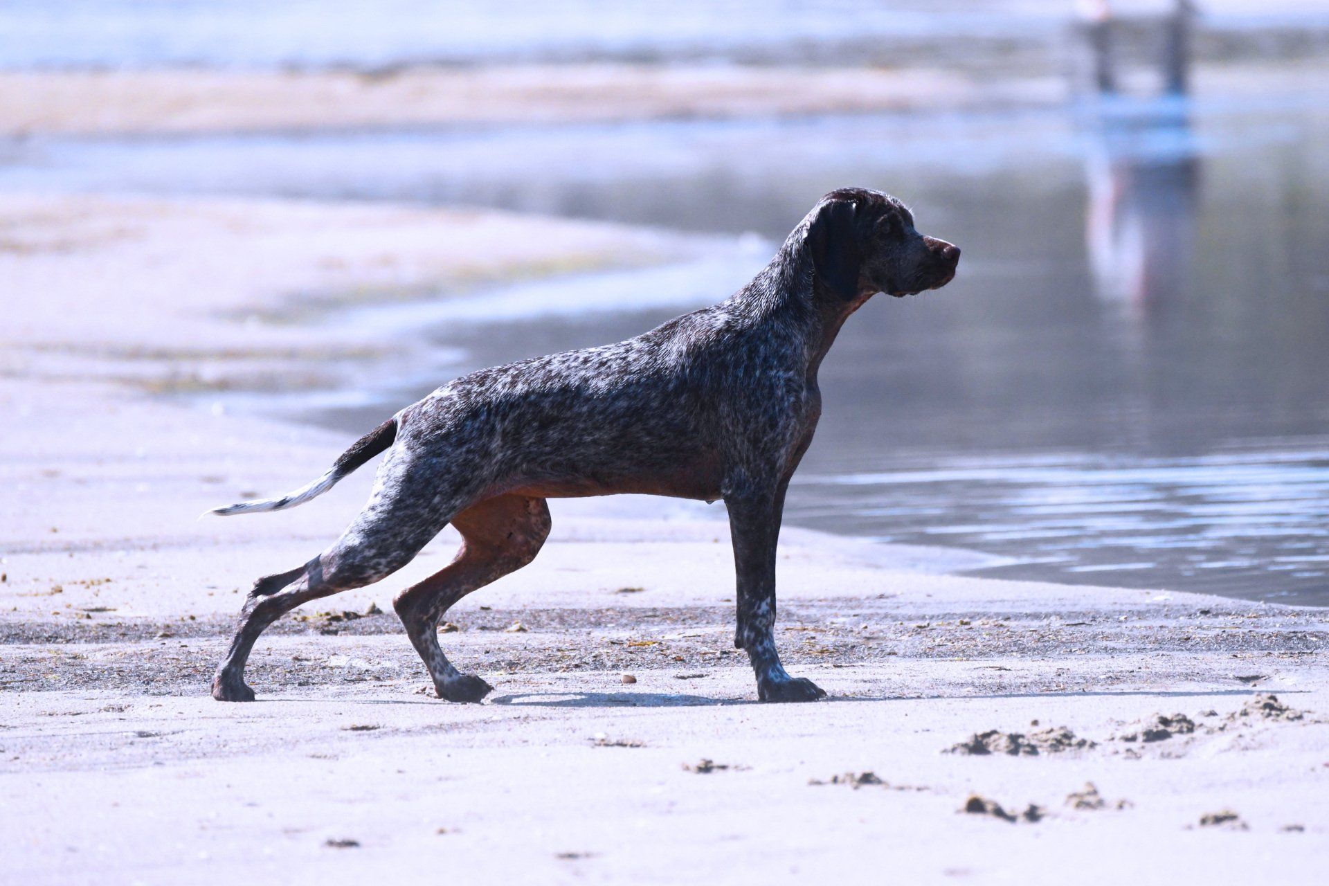 Braque du Bourbonnais -Bourbonnaiser Vorstehhund Welpe