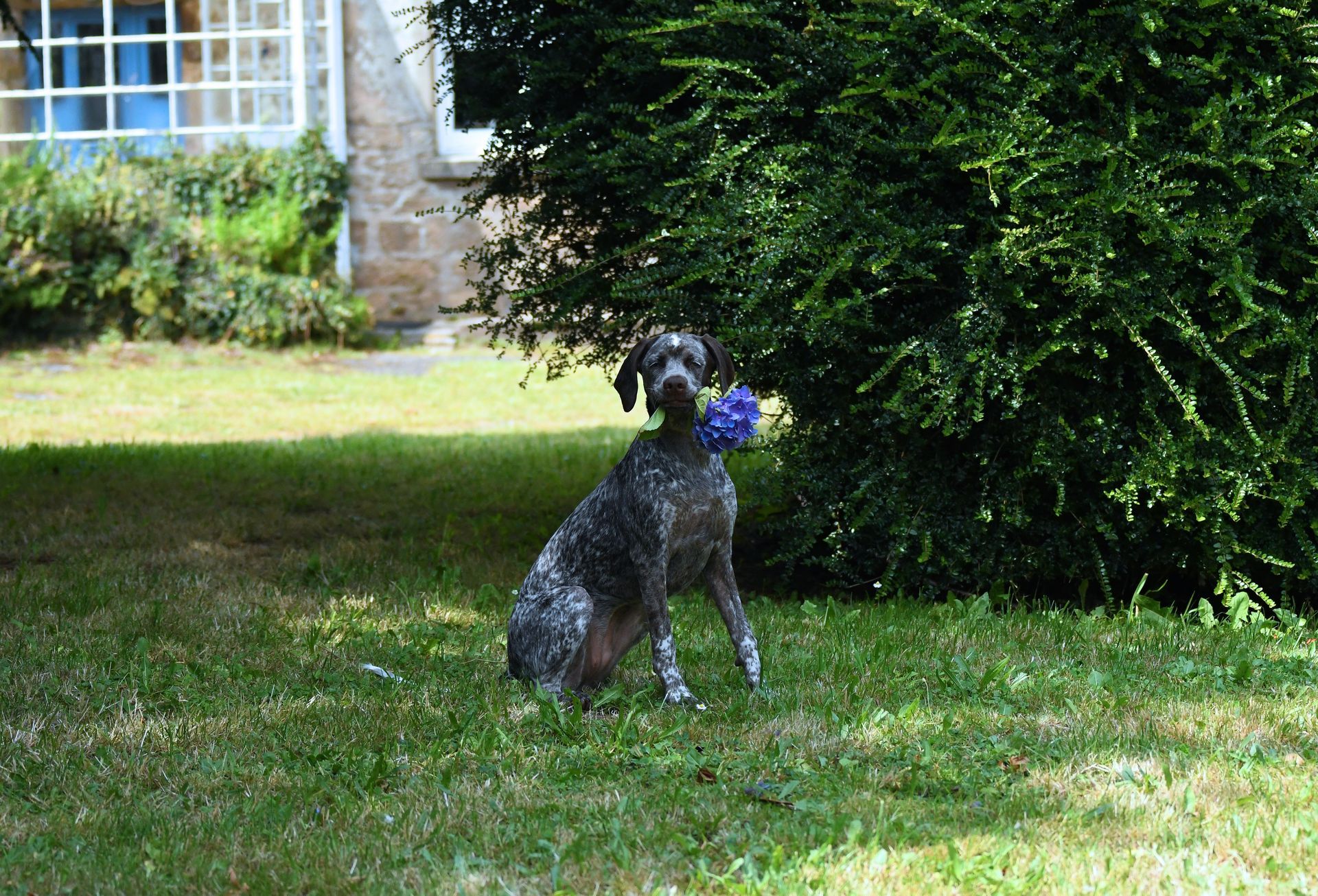 Braque du Bourbonnais Bretagne