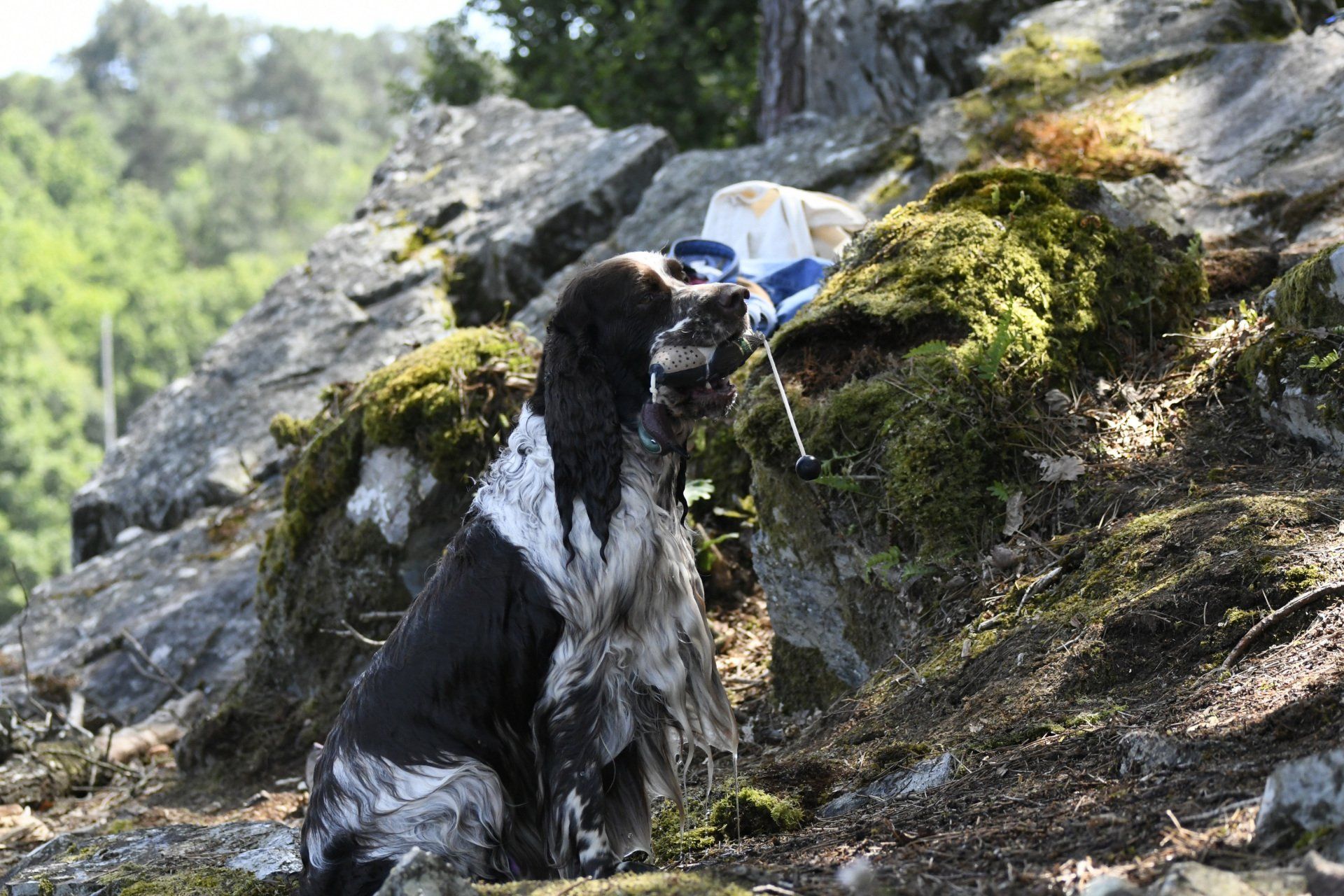 English Springer Spaniel apportiert Springfield's Earl Edward