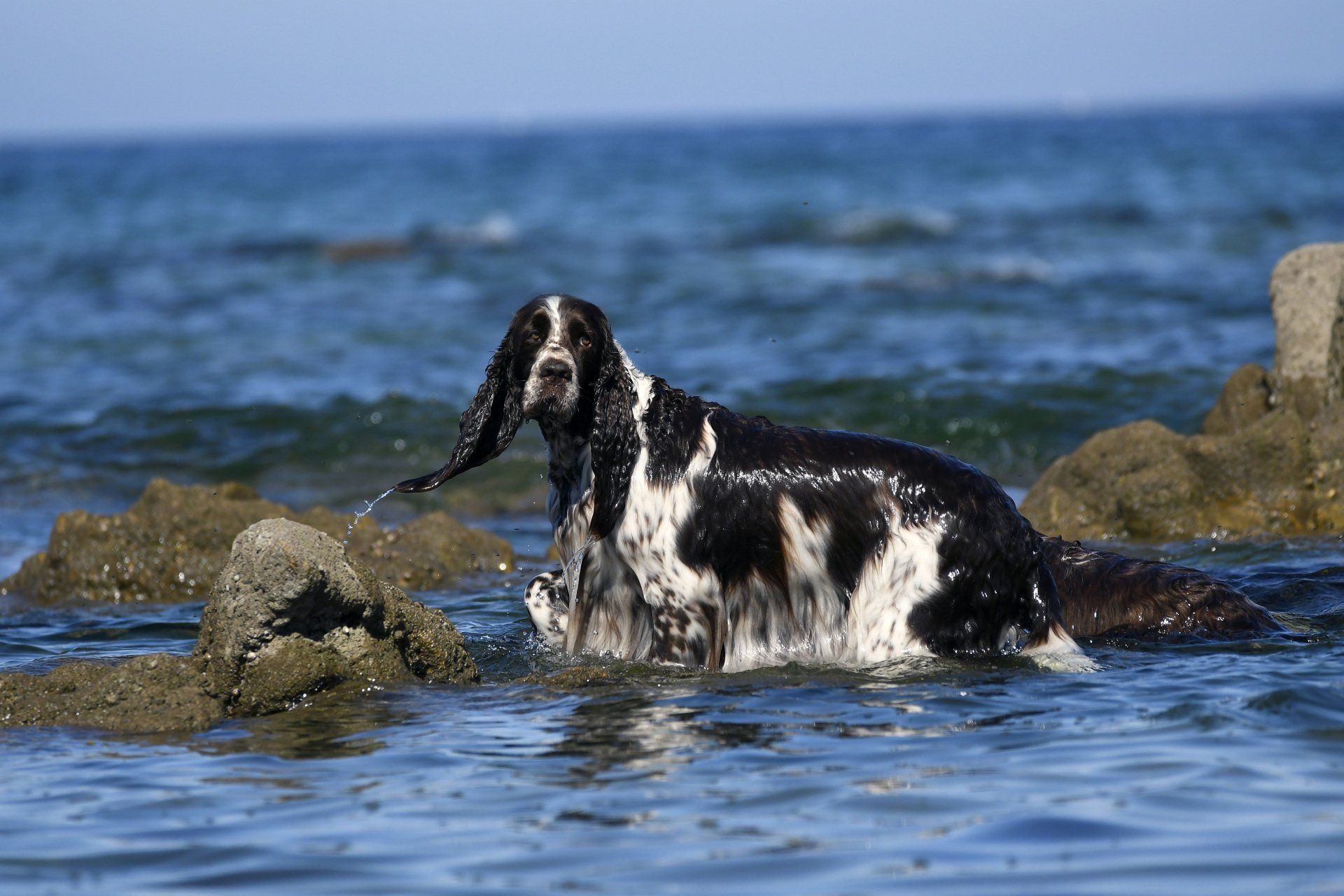 English Springer Spaniel Springfield's Atlantic coast