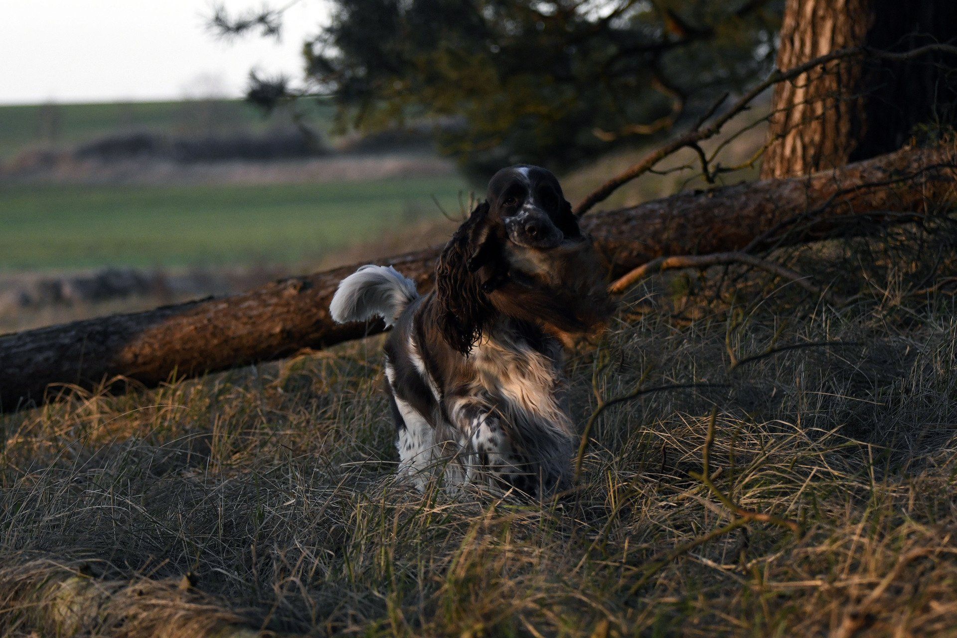 Springfield's Emma Peel English Springer Spaniel apportiert am Meer