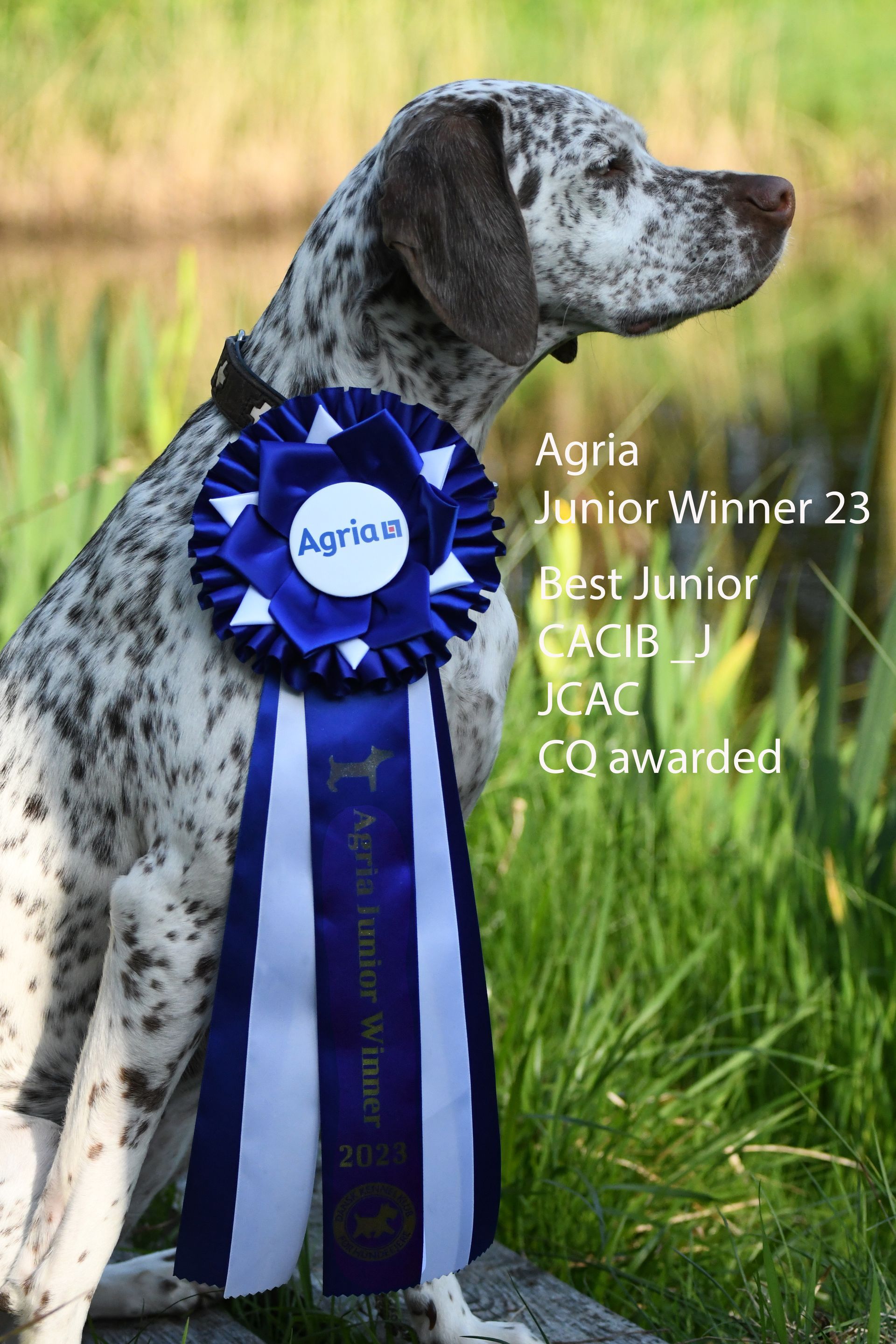 Europa-Jugendsieger 2023 Agria Junior Winner 23 Felicia Fleur vom Elstermann Hof