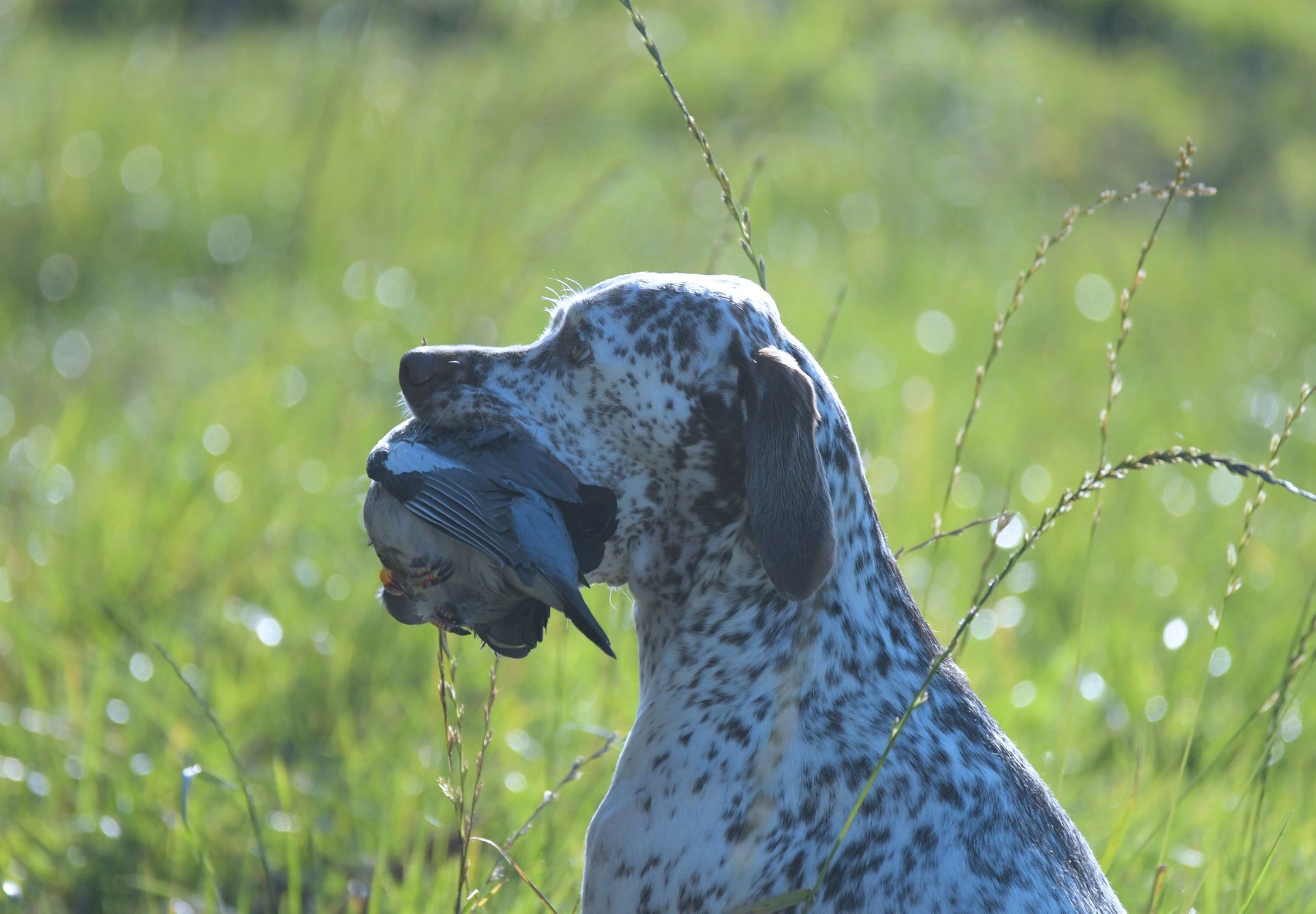 C.I.B.-J E-Sgr German Winner CACIB Felicia Fleur vom Elstermann Hof