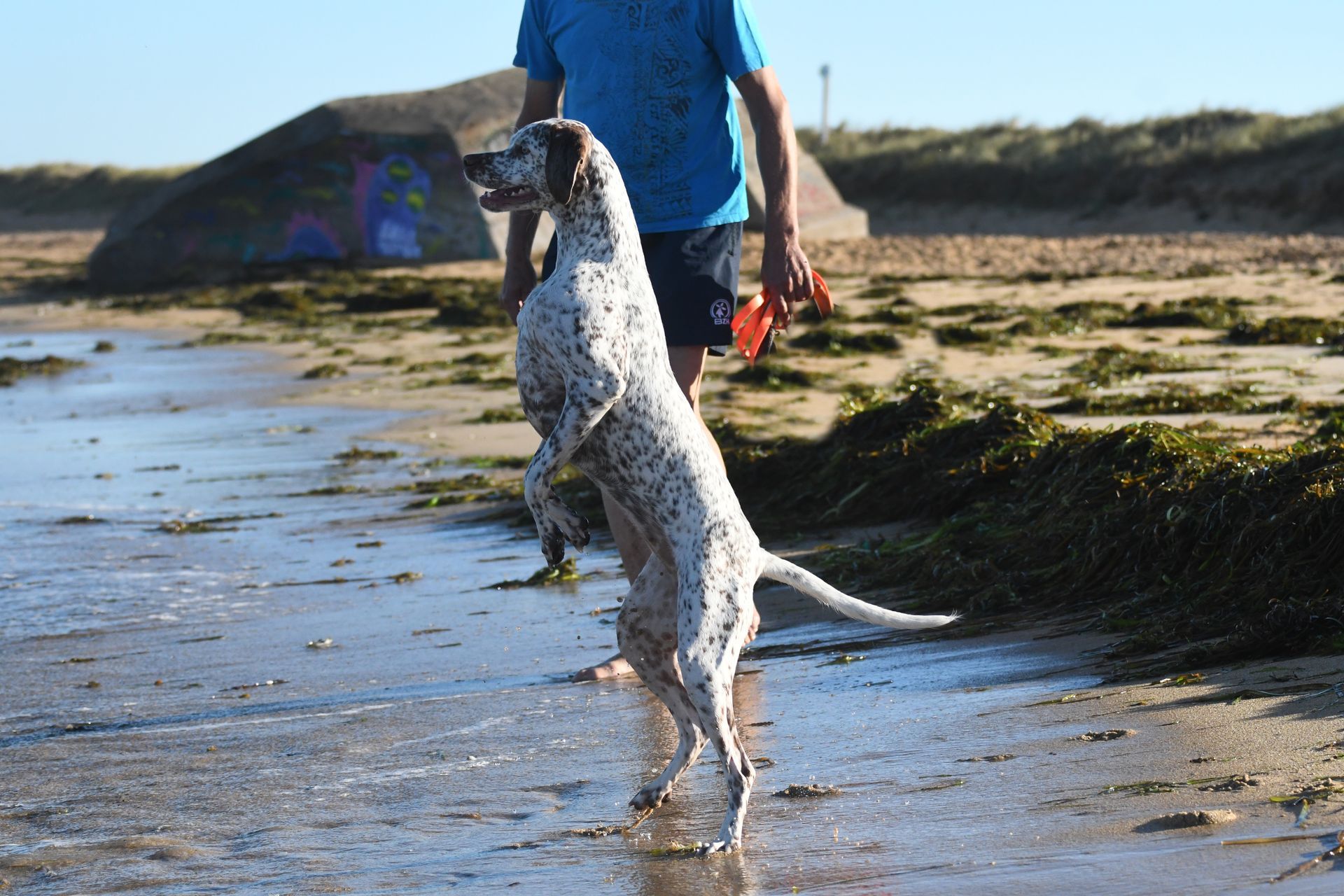 Felicia Fleur vom Elstermann Hof Bourbonnais Pointing Dog