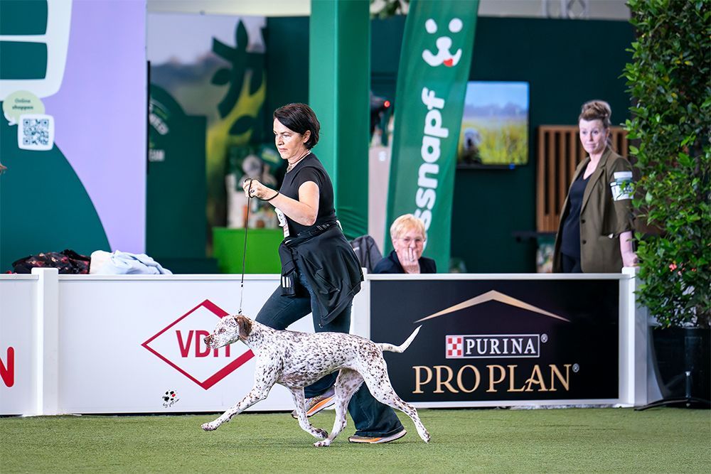 Felicia Fleur v. Elstermann Hof VDH Europasieger 2024 Ehrenring