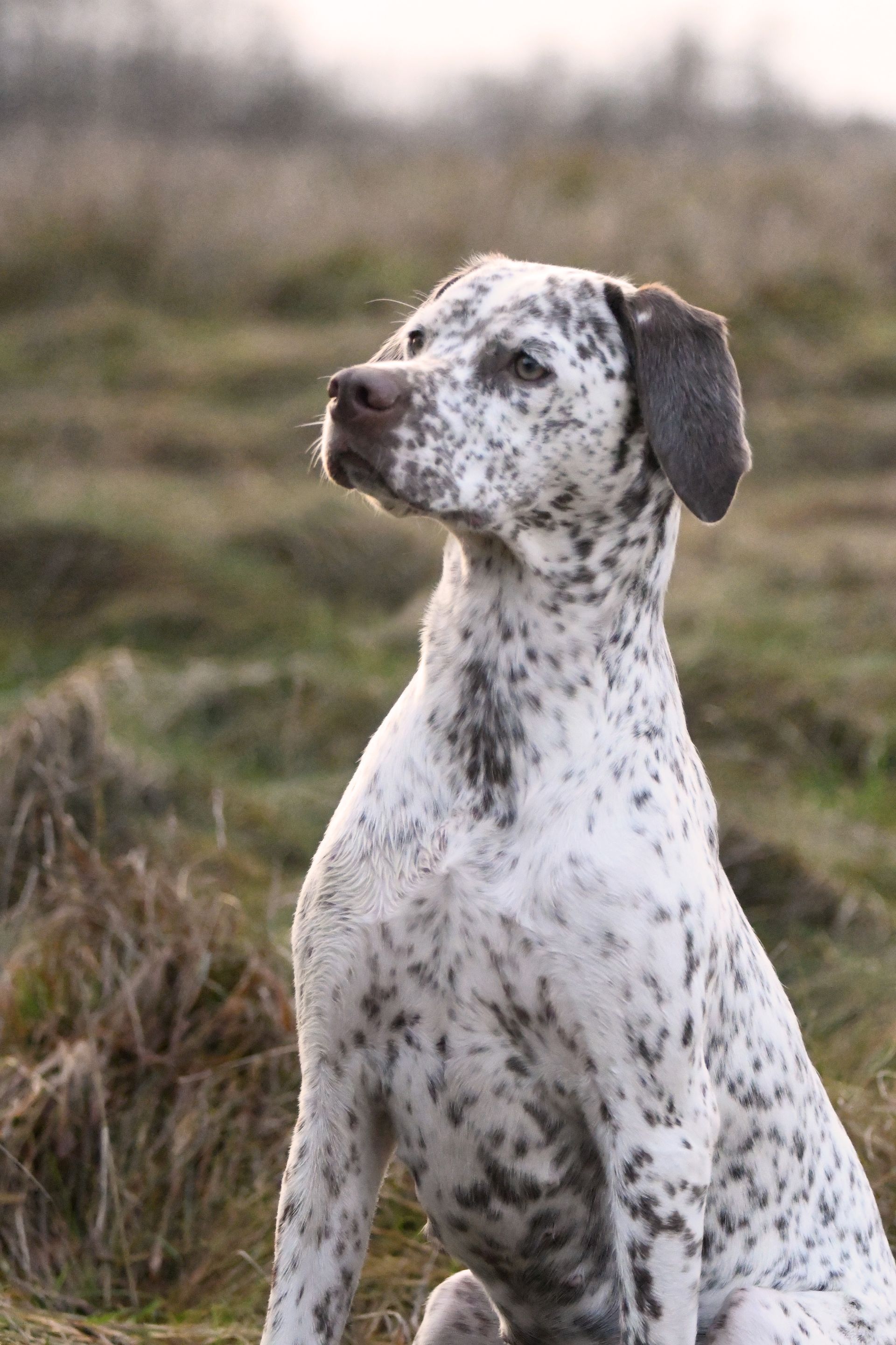 Braque du Bourbonnais Portrait