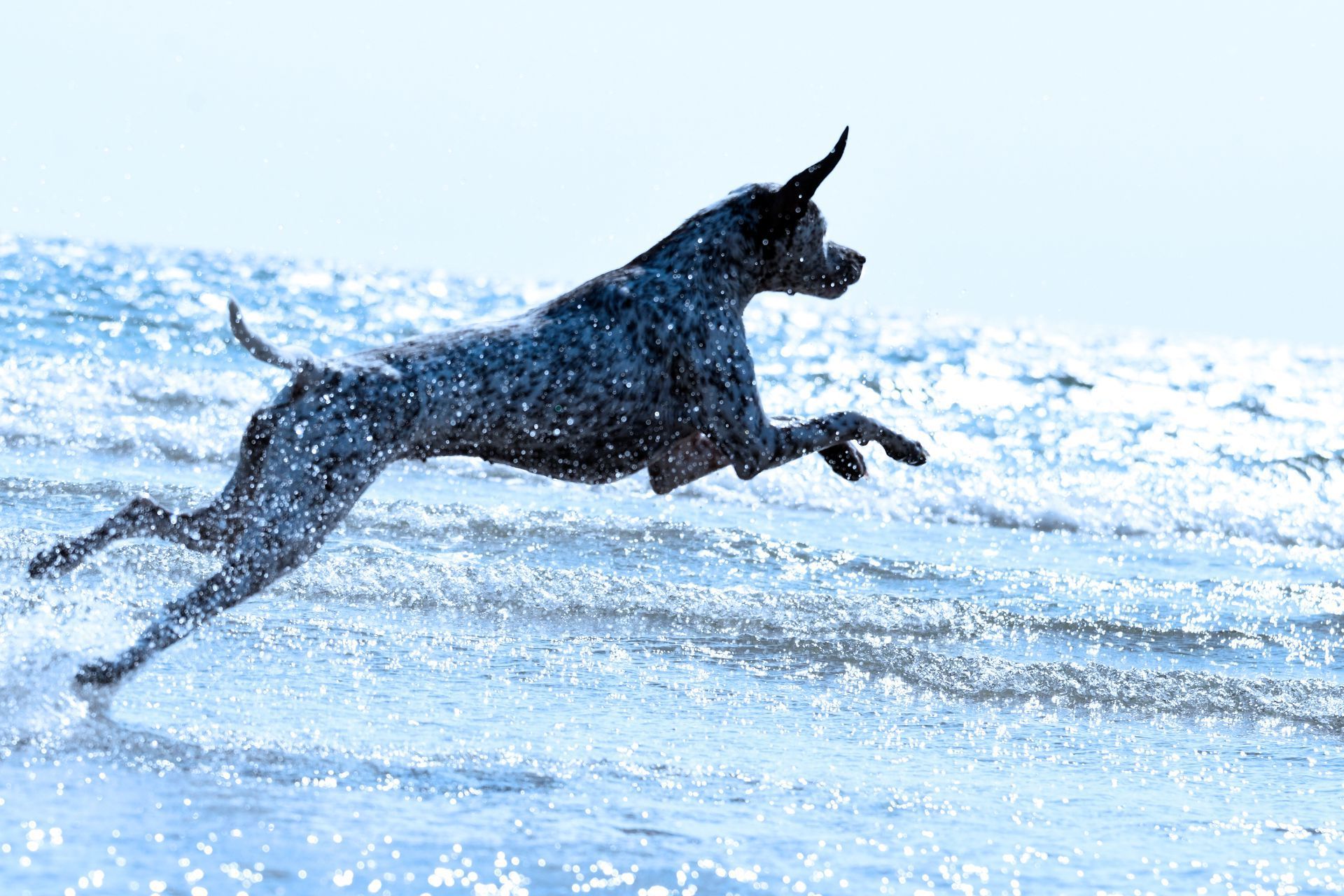 FCI Europa-Jugend-Schönheitssieger Felicia Fleur vom Elstermann Hof