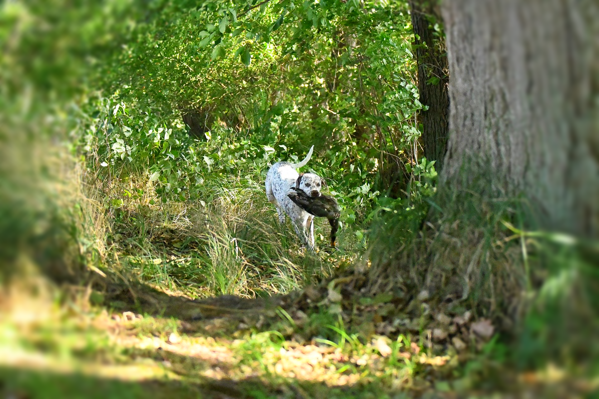 Braque du Bourbonnais Wasserarbeit