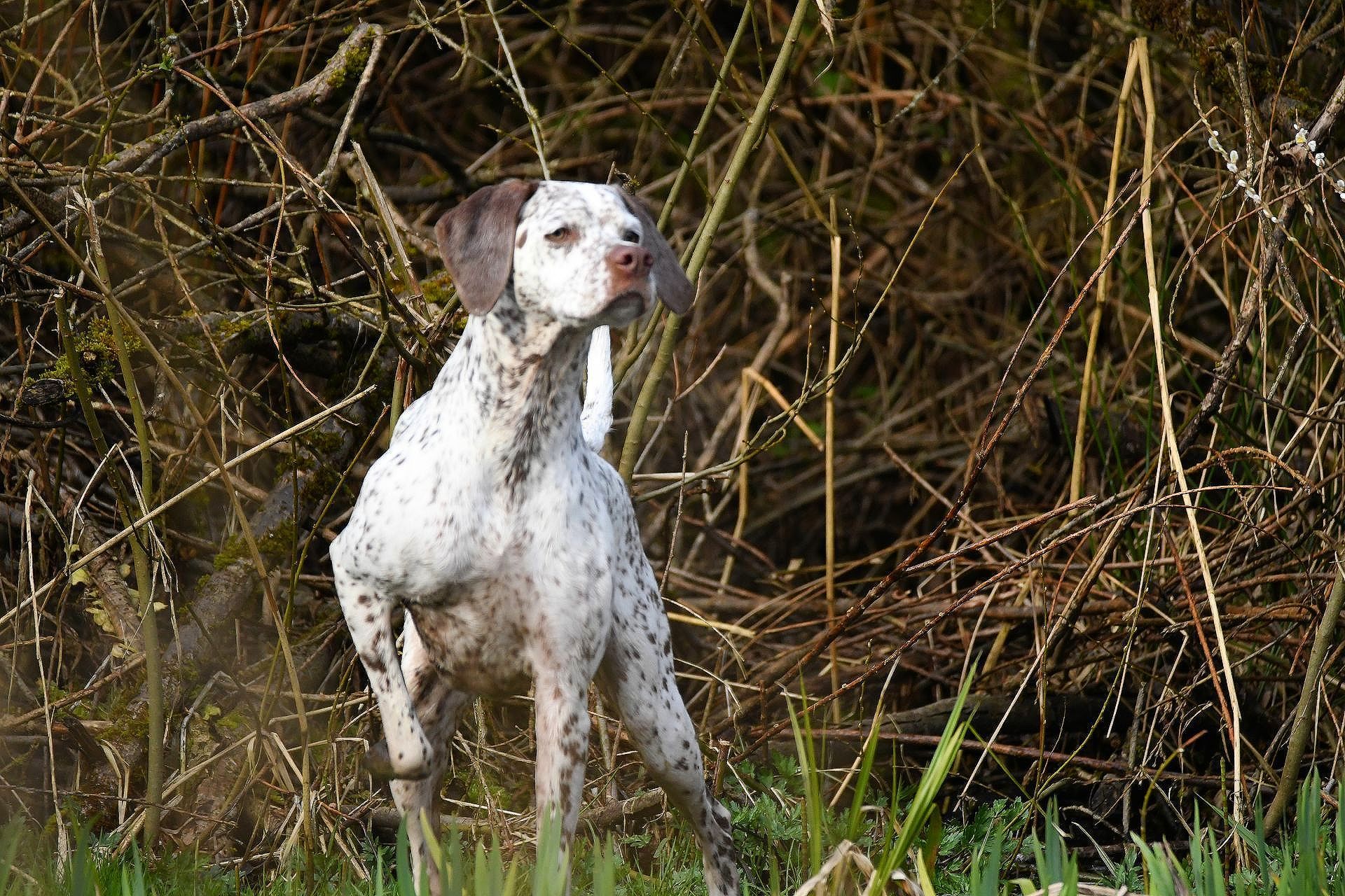 Felicia Fleur vom Elstermann Hof
